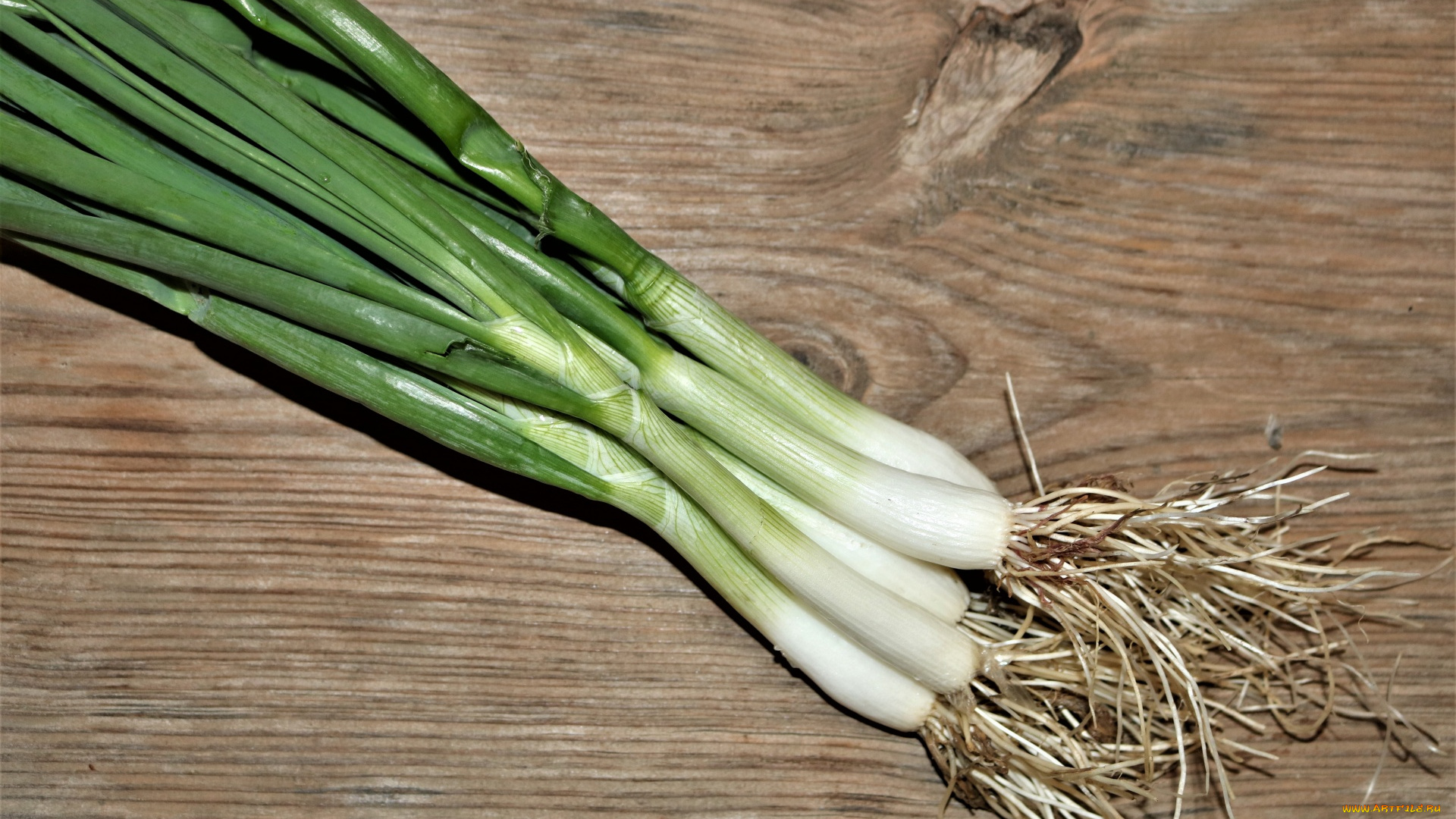 еда, лук, зеленый