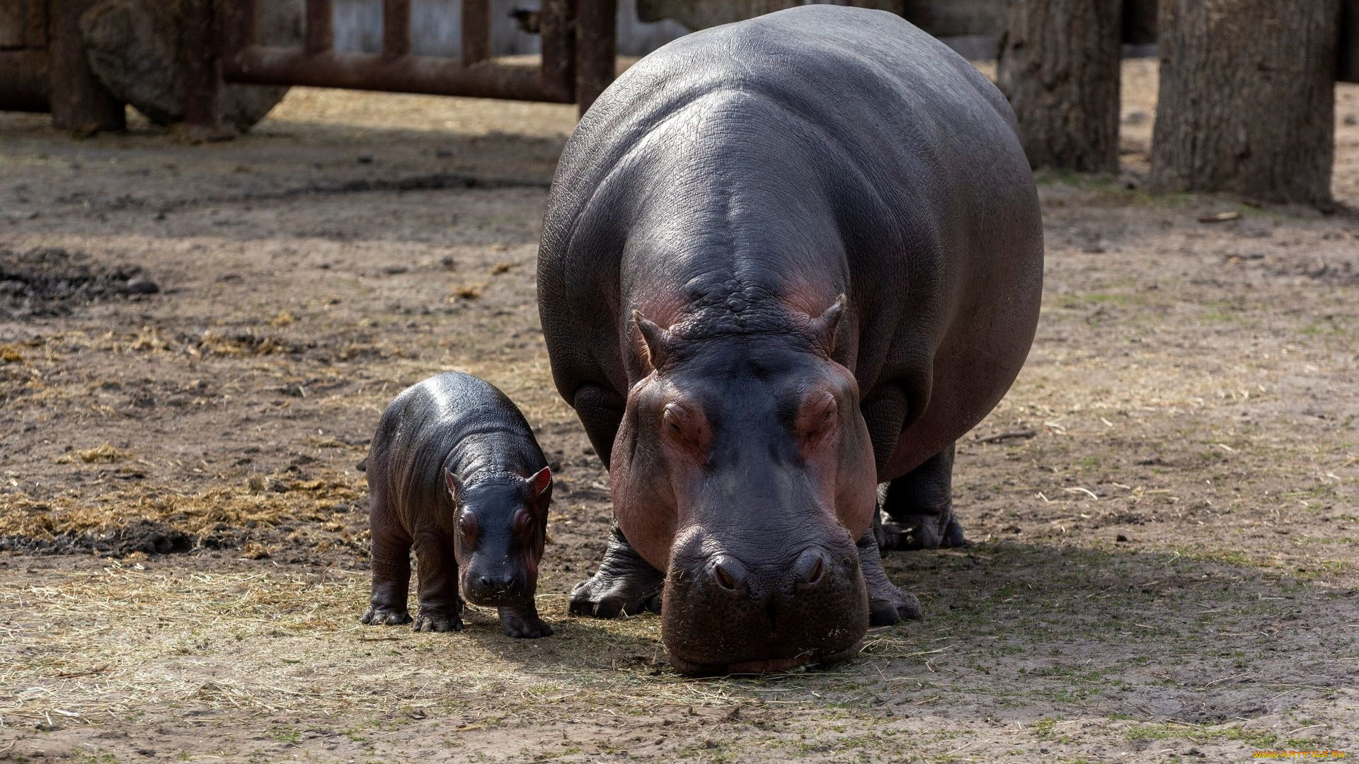 животные, бегемоты, бегемот, детеныш