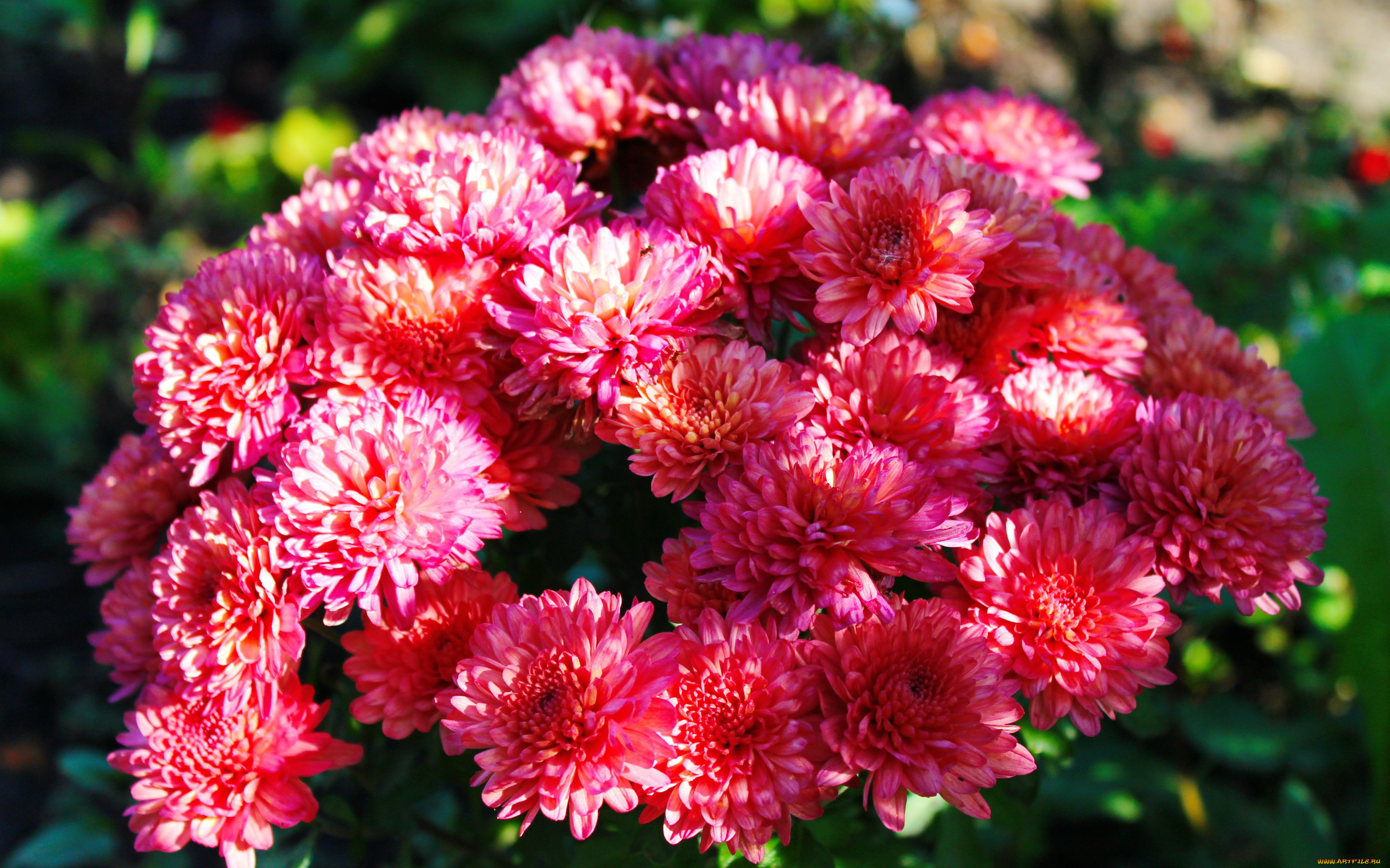 цветы, хризантемы, хризантема