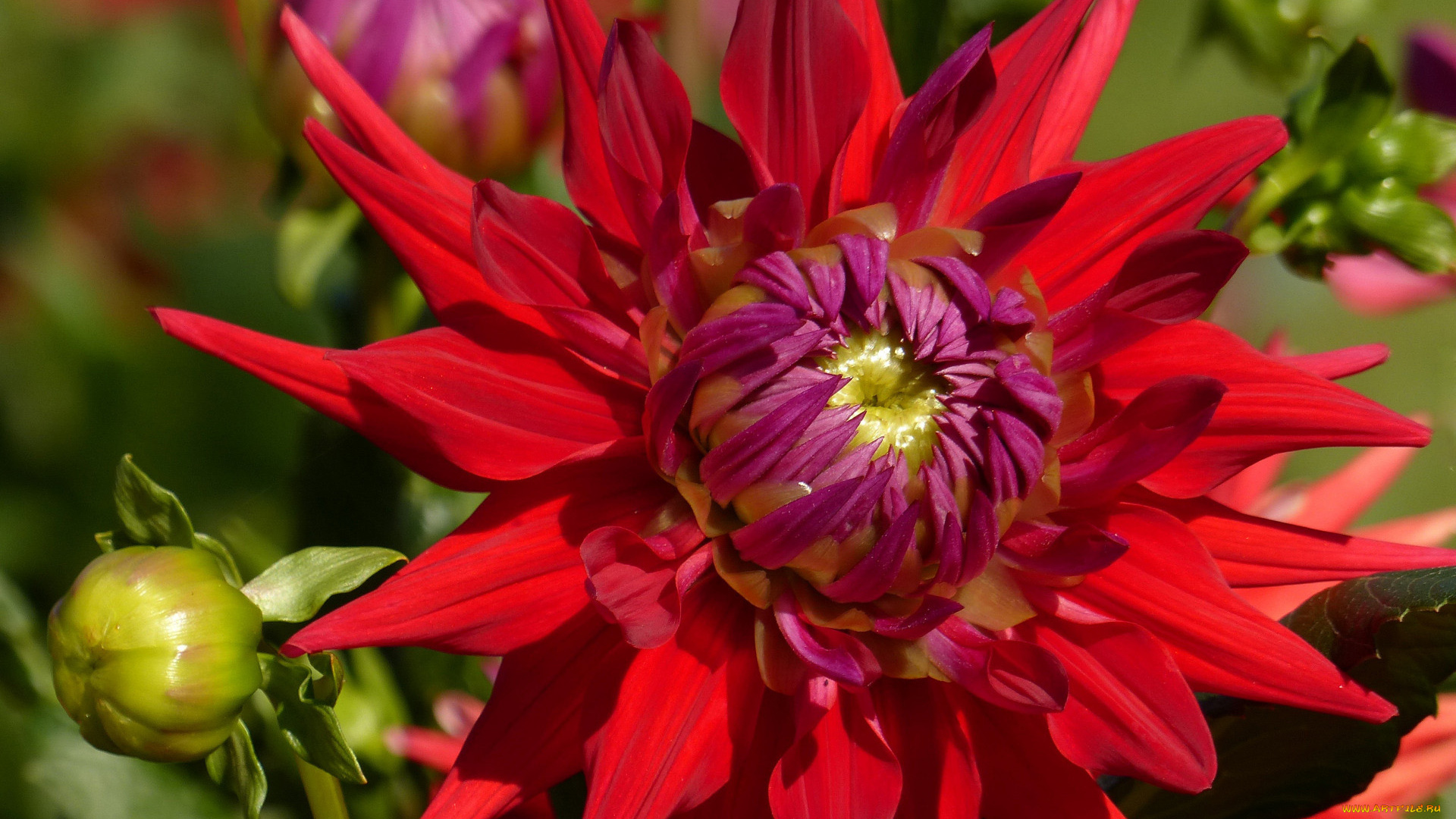 цветы, георгины, алый, георгин, макро