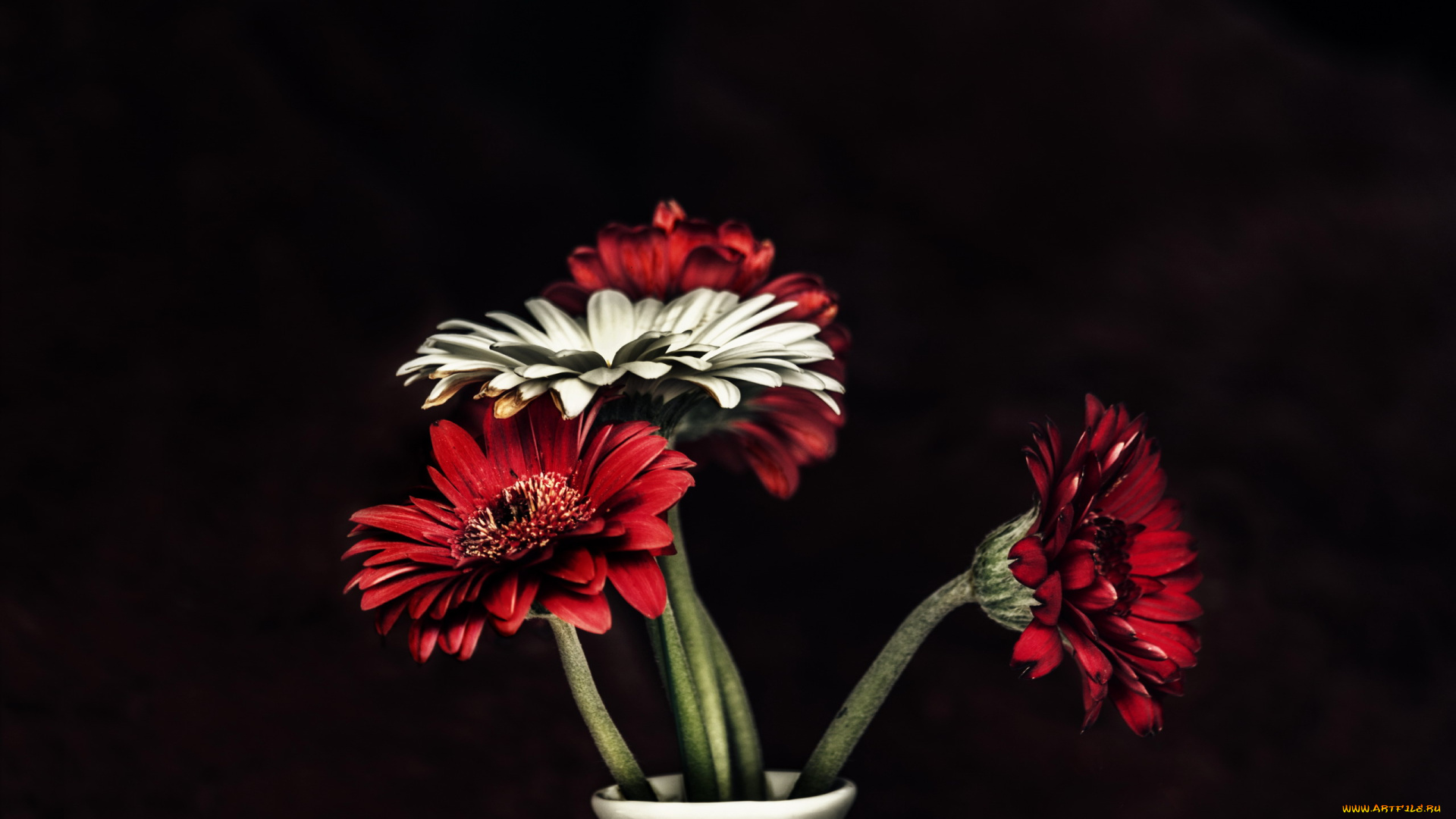 цветы, герберы, красные, букет
