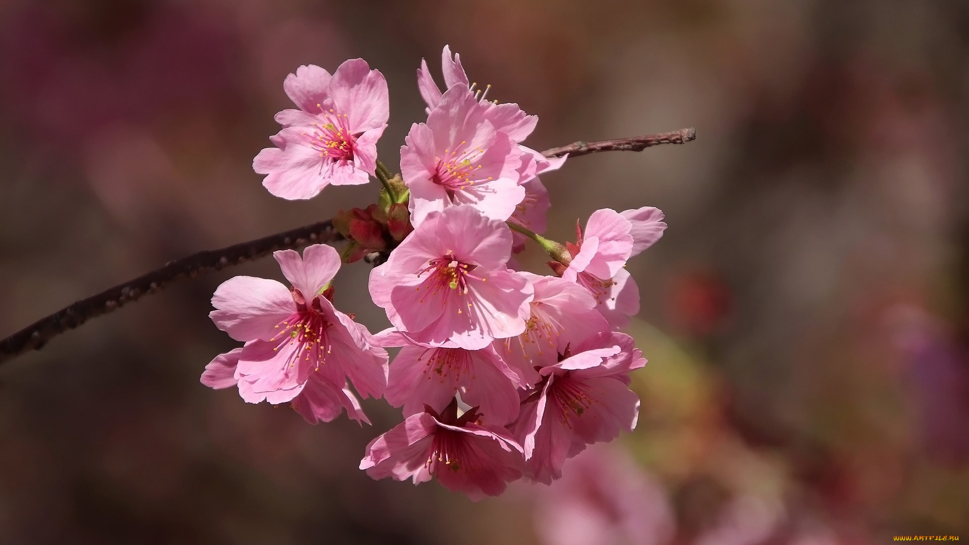 цветы, сакура, , вишня, вишня
