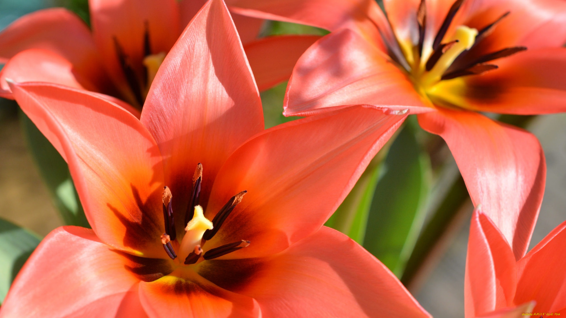 цветы, тюльпаны, лепестки