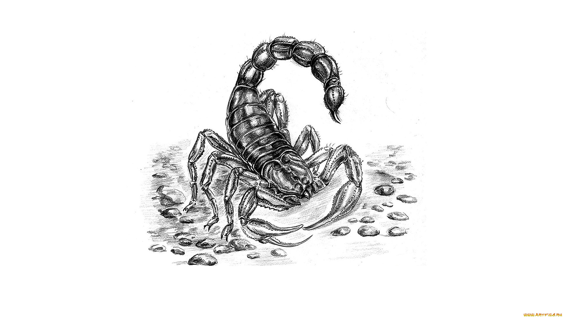 рисованное, животные, , насекомые, скорпион