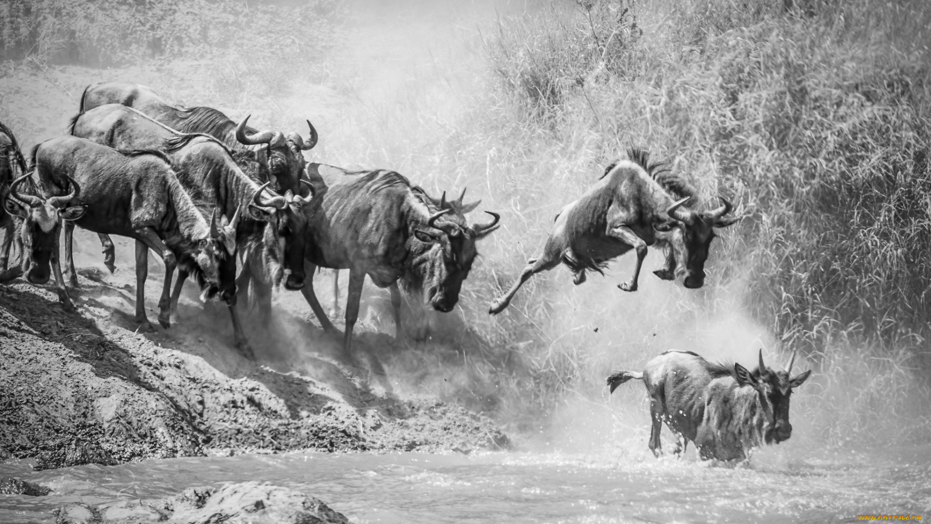 животные, антилопы