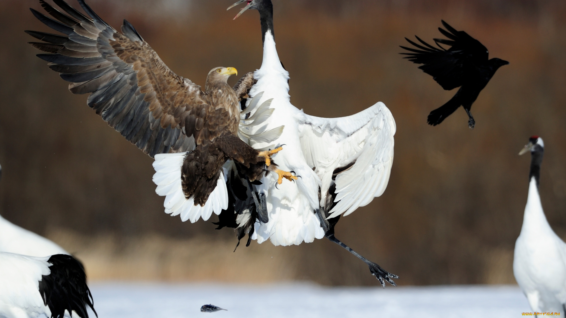животные, разные, вместе, цруи, мура, япония, белоголовый, орлан, журавль, автoр, sammy, wong