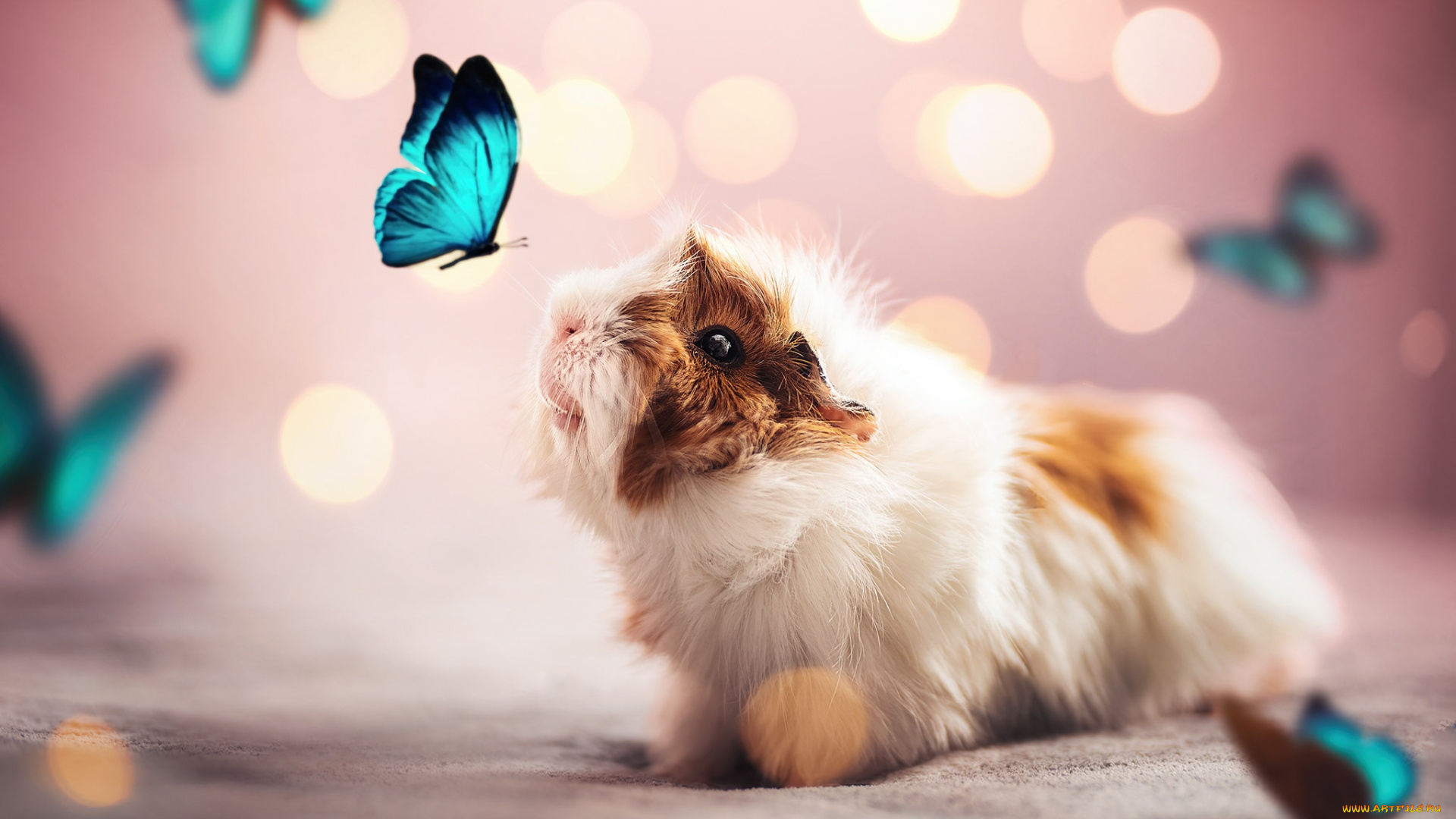 животные, разные, вместе, морская, свинка, бабочки