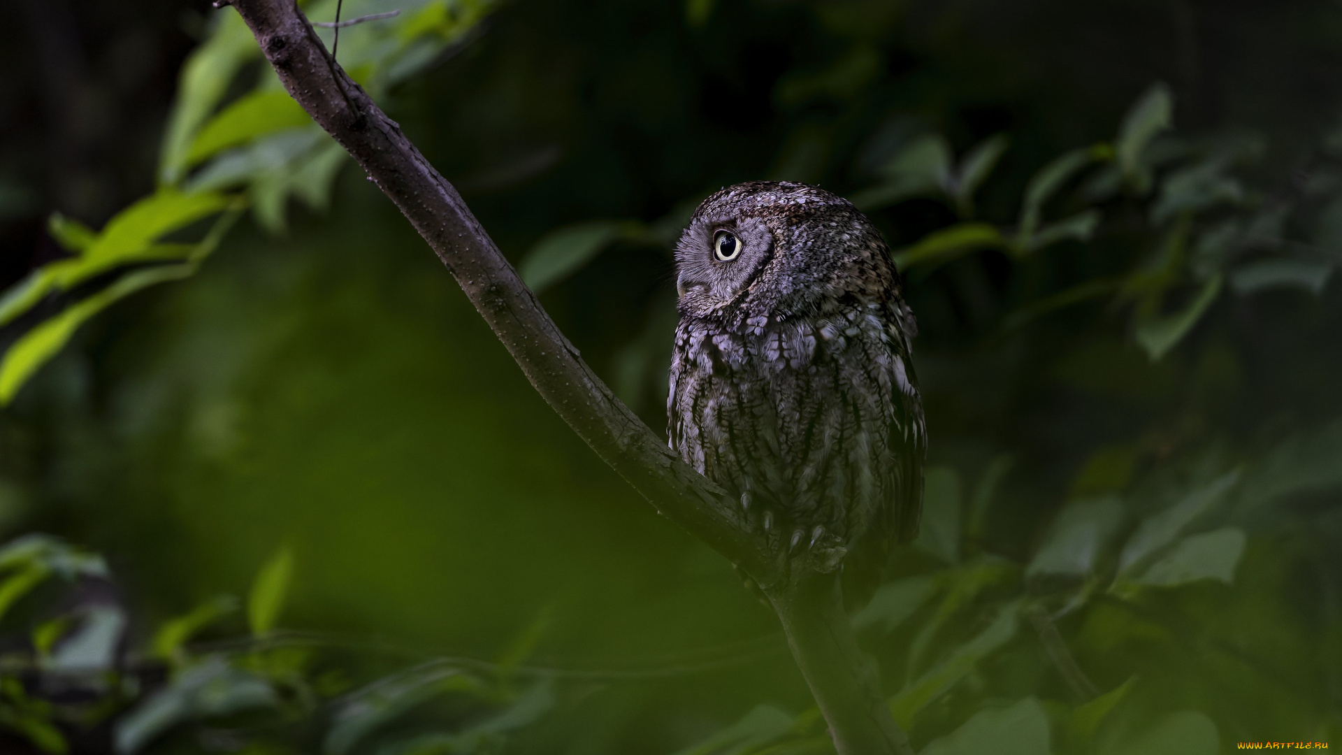 животные, совы, сова, птица, сыч