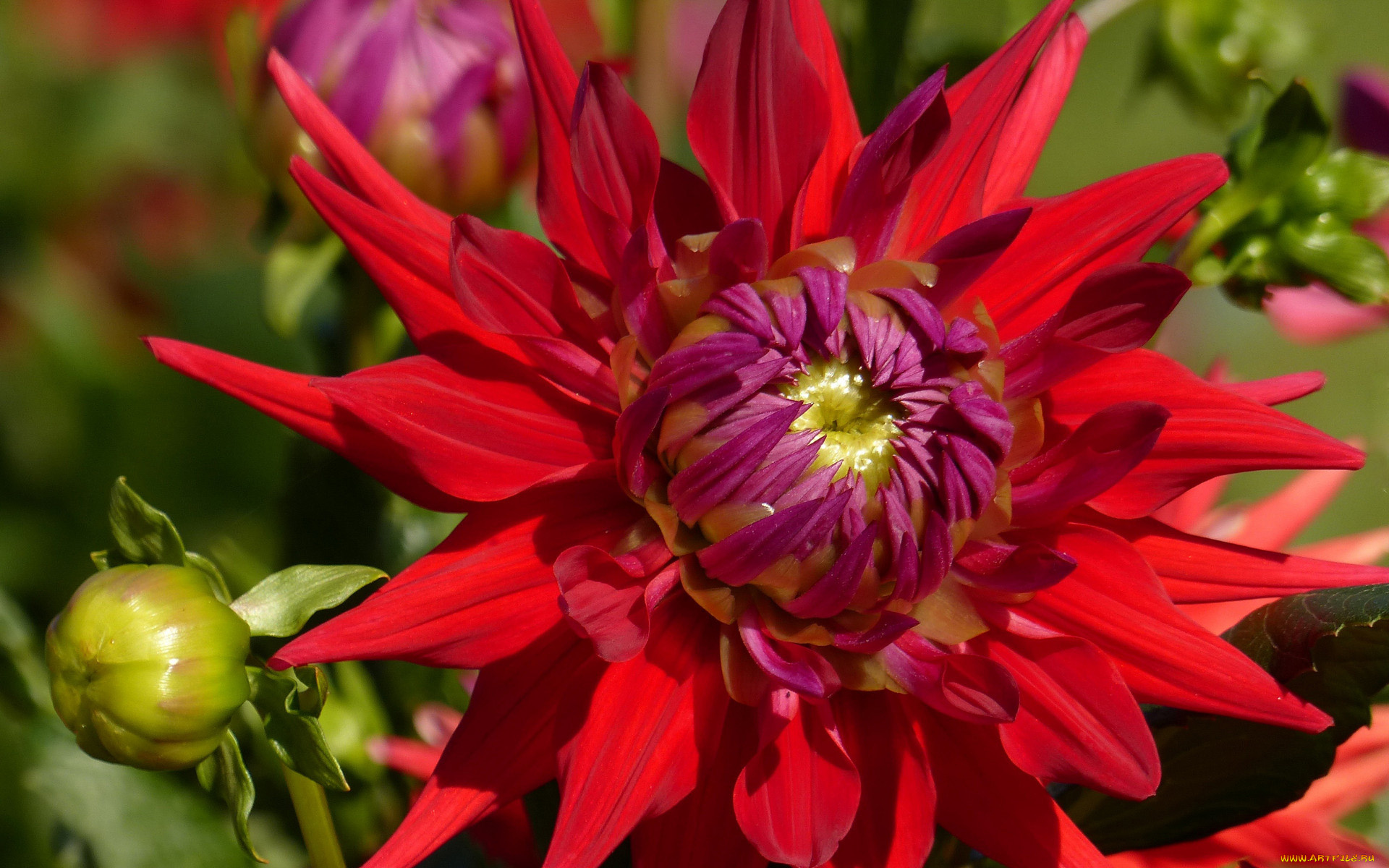 цветы, георгины, алый, георгин, макро