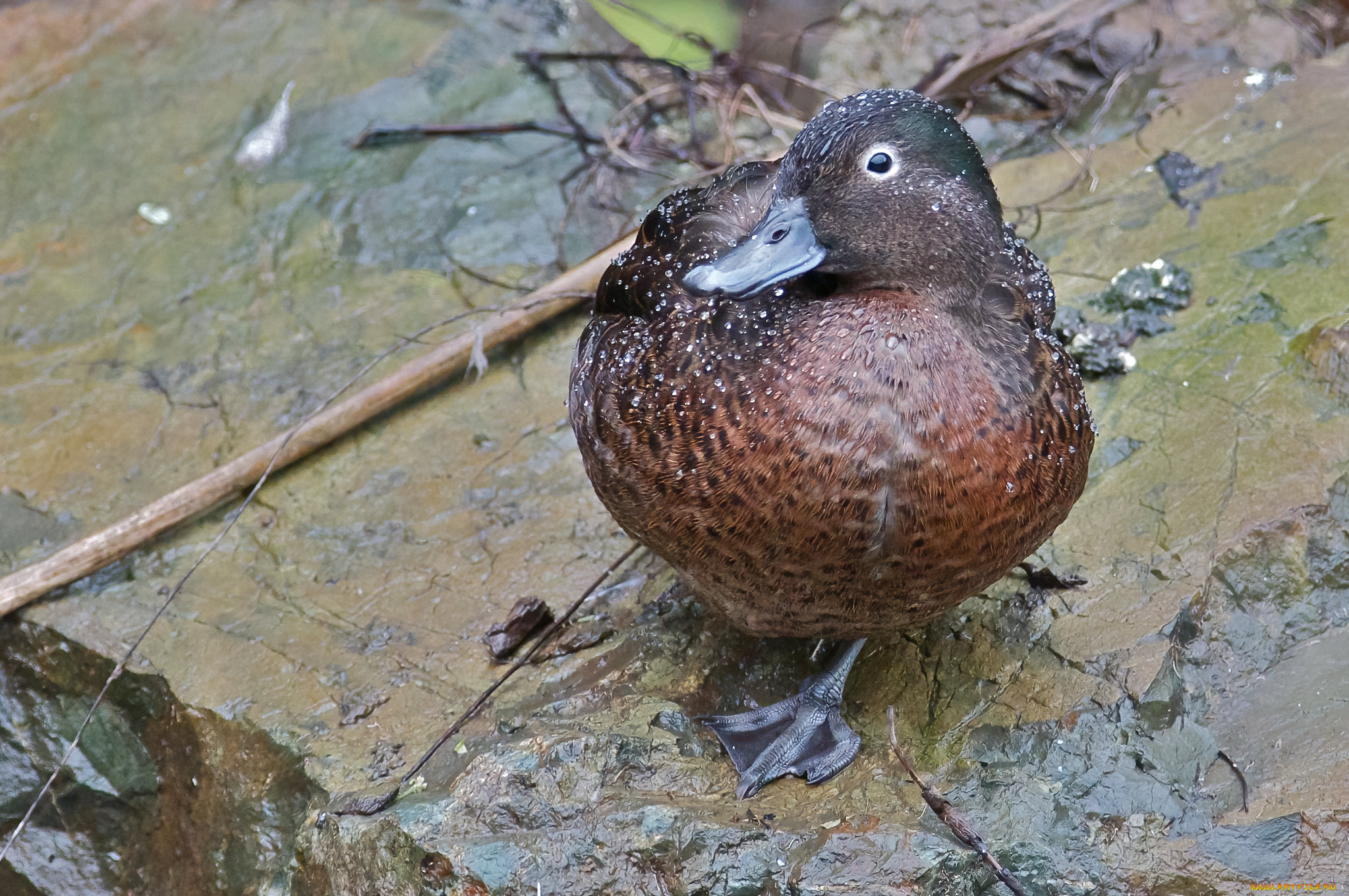 животные, утки, утка