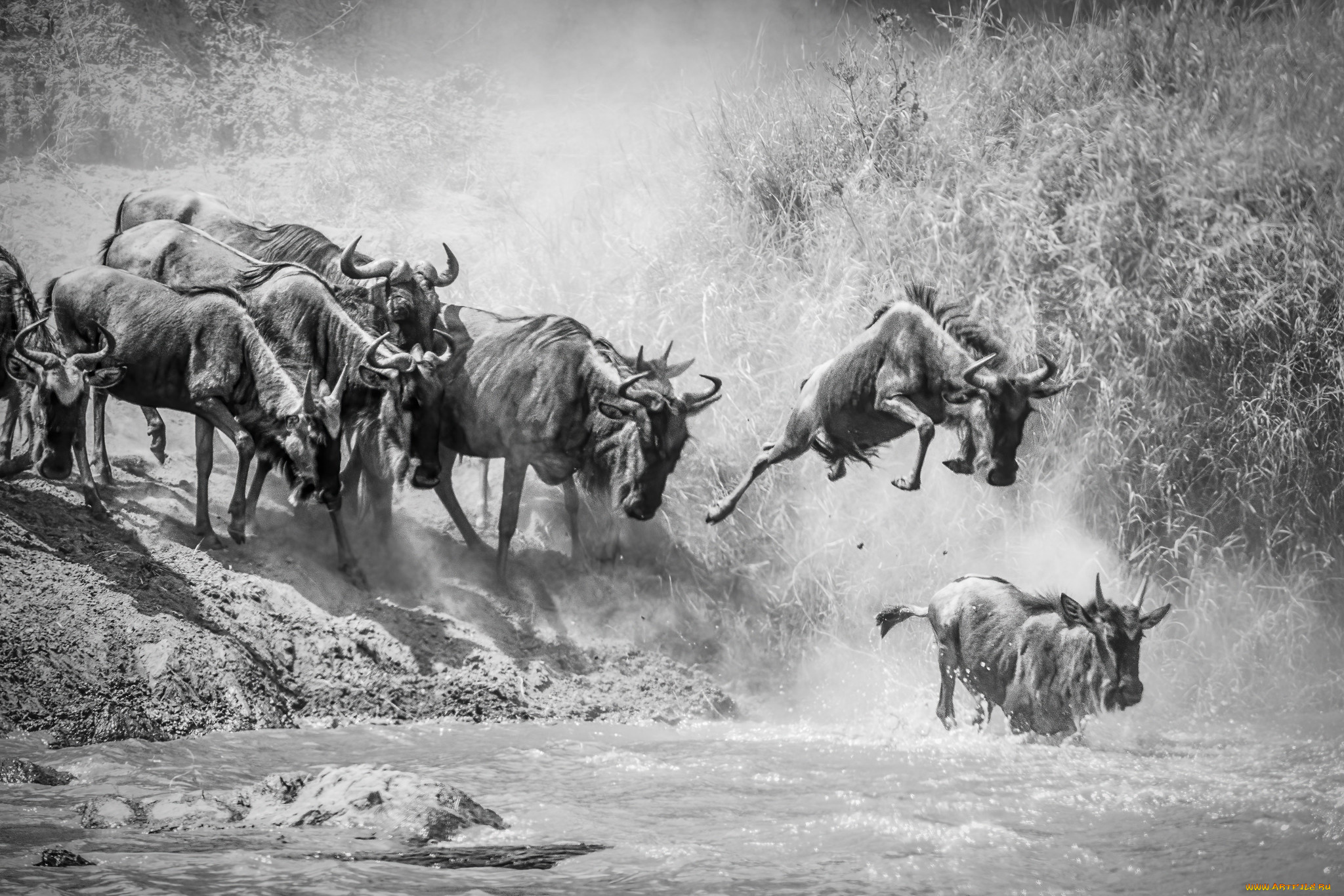 животные, антилопы