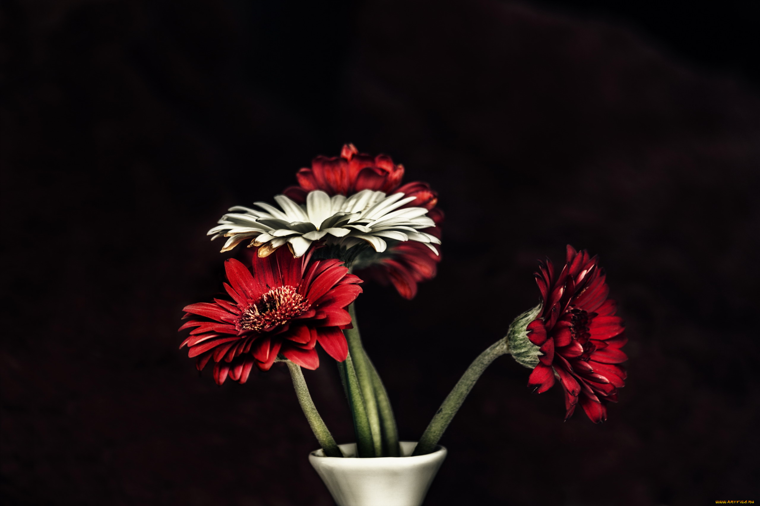 цветы, герберы, красные, букет