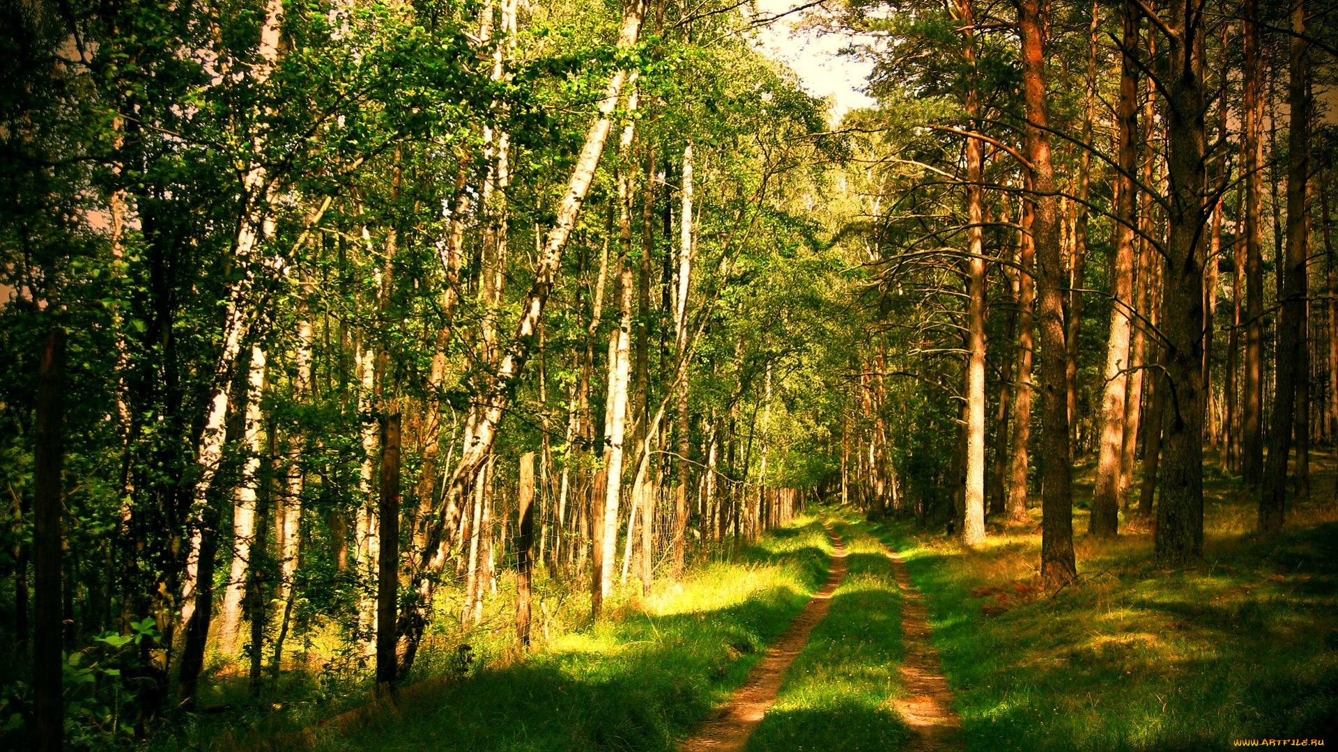 природа, лес, трава, колея