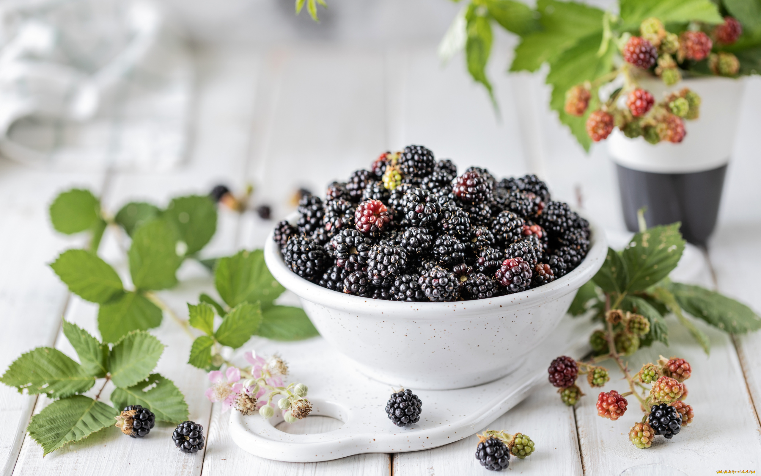 еда, ежевика, листья, ягоды