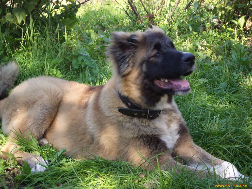 виля, животные, собаки