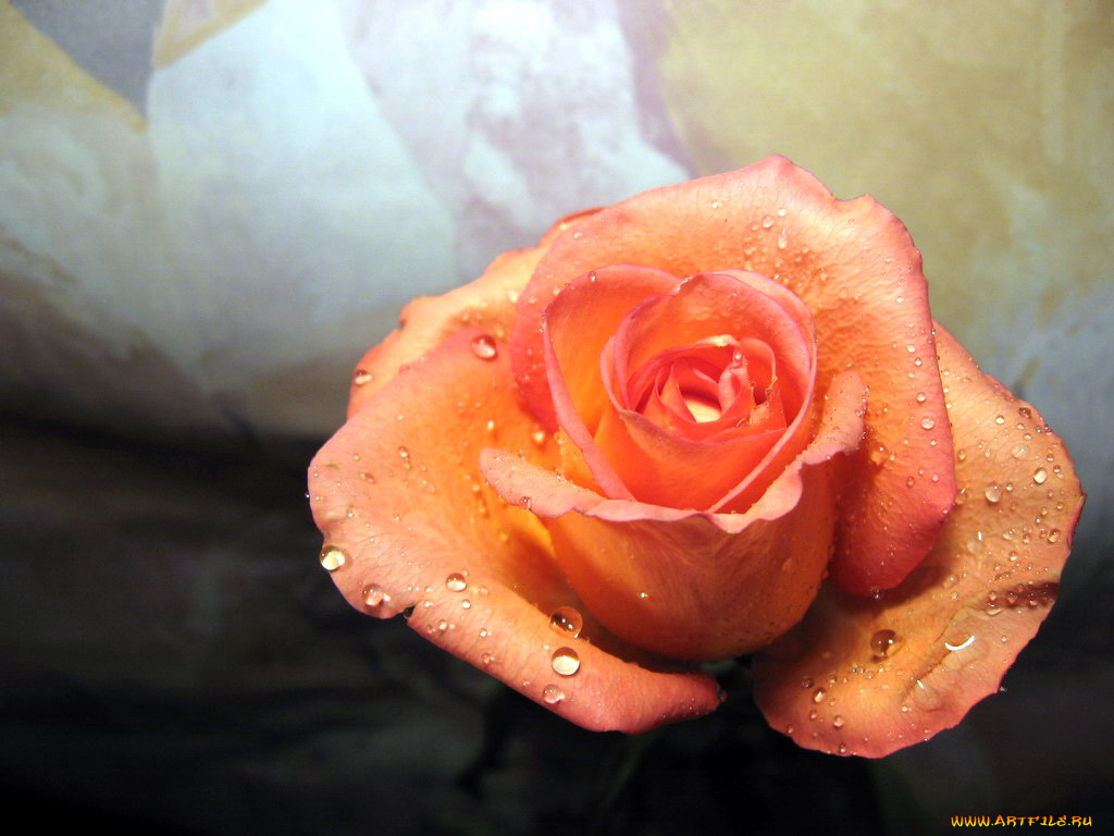 цветы, розы