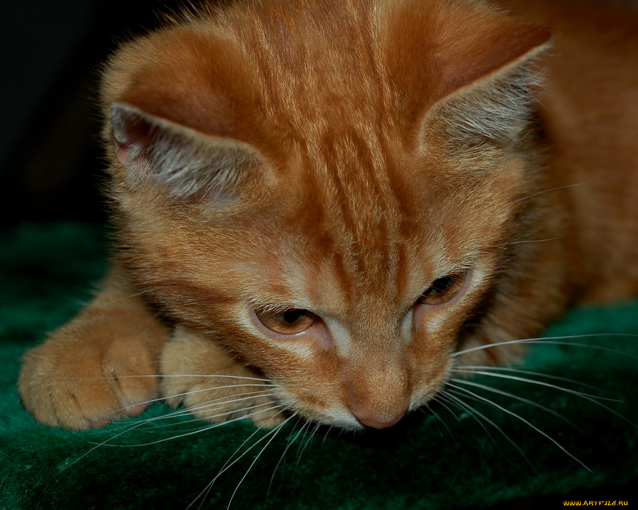 животные, коты