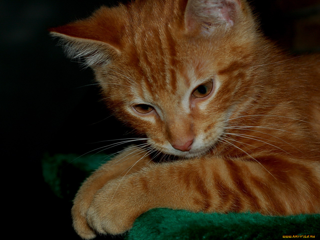 животные, коты