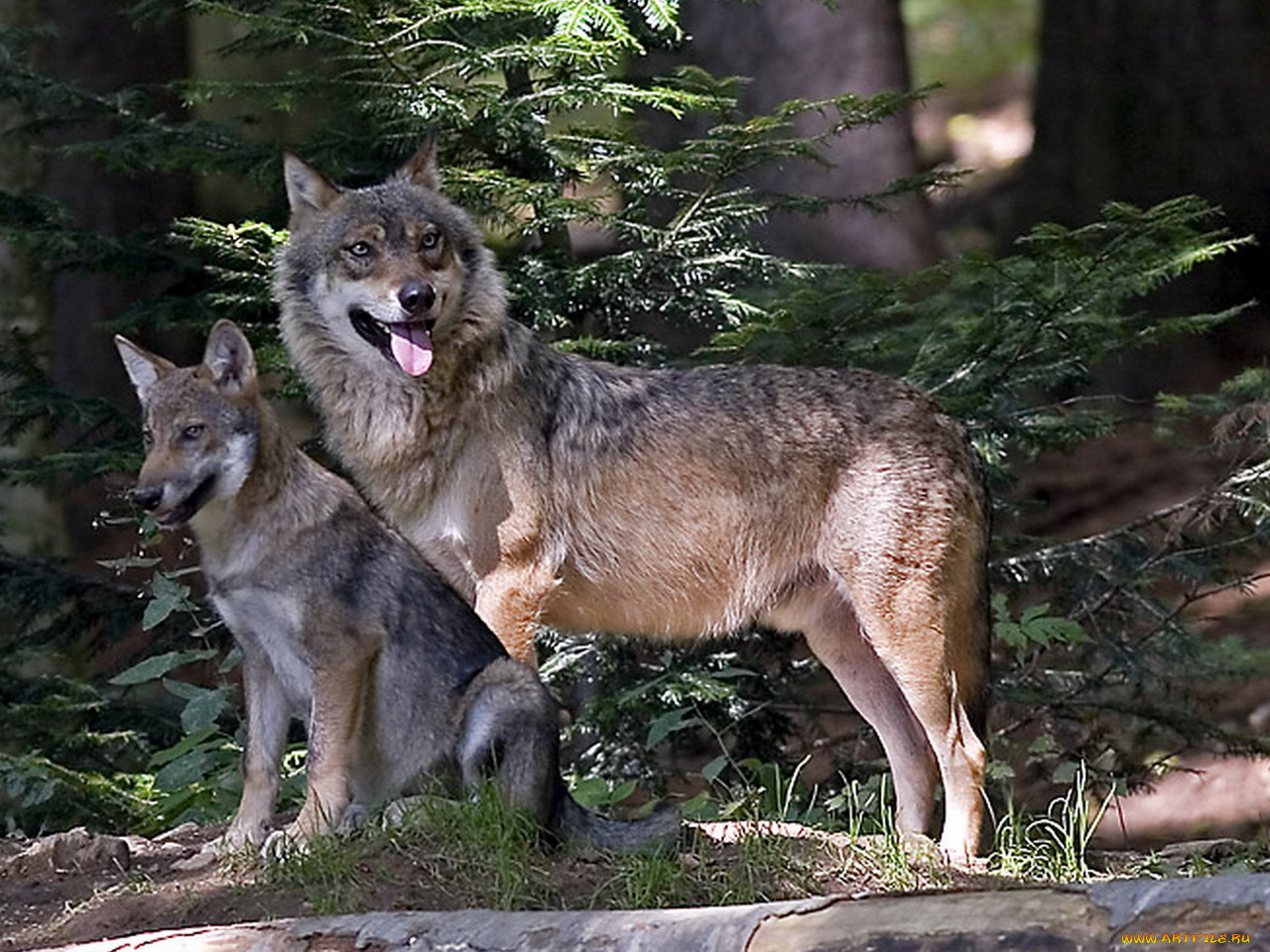 животные, волки