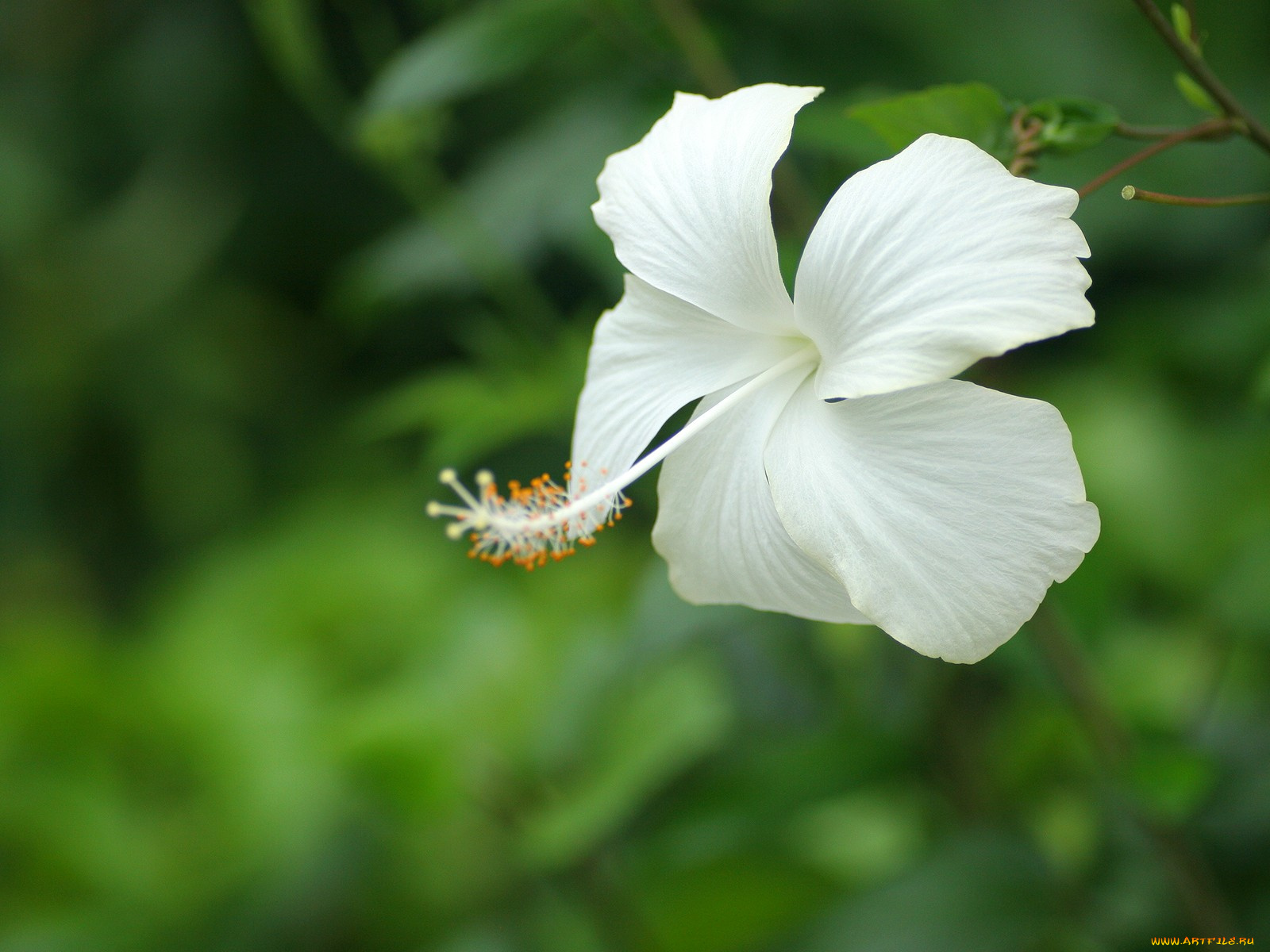 цветы, гибискусы