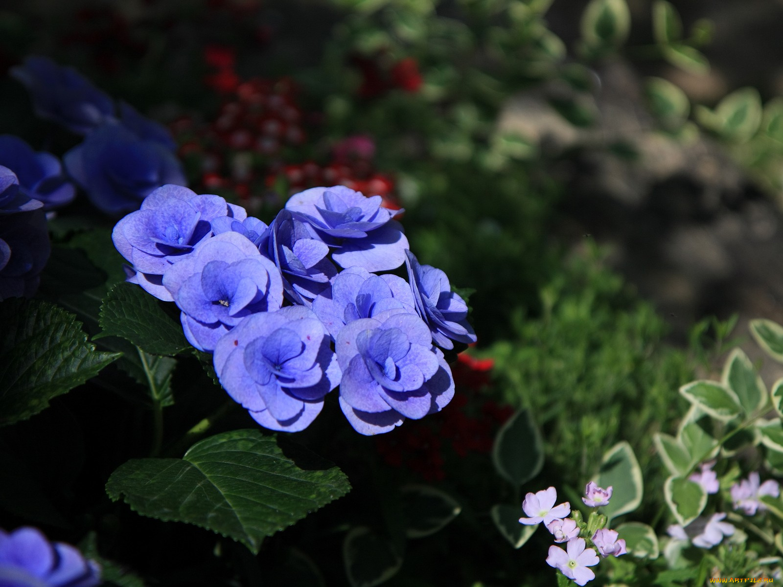 цветы, гортензия