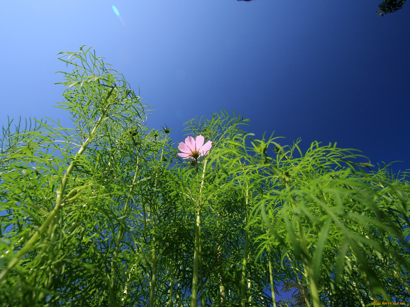 цветы, космея