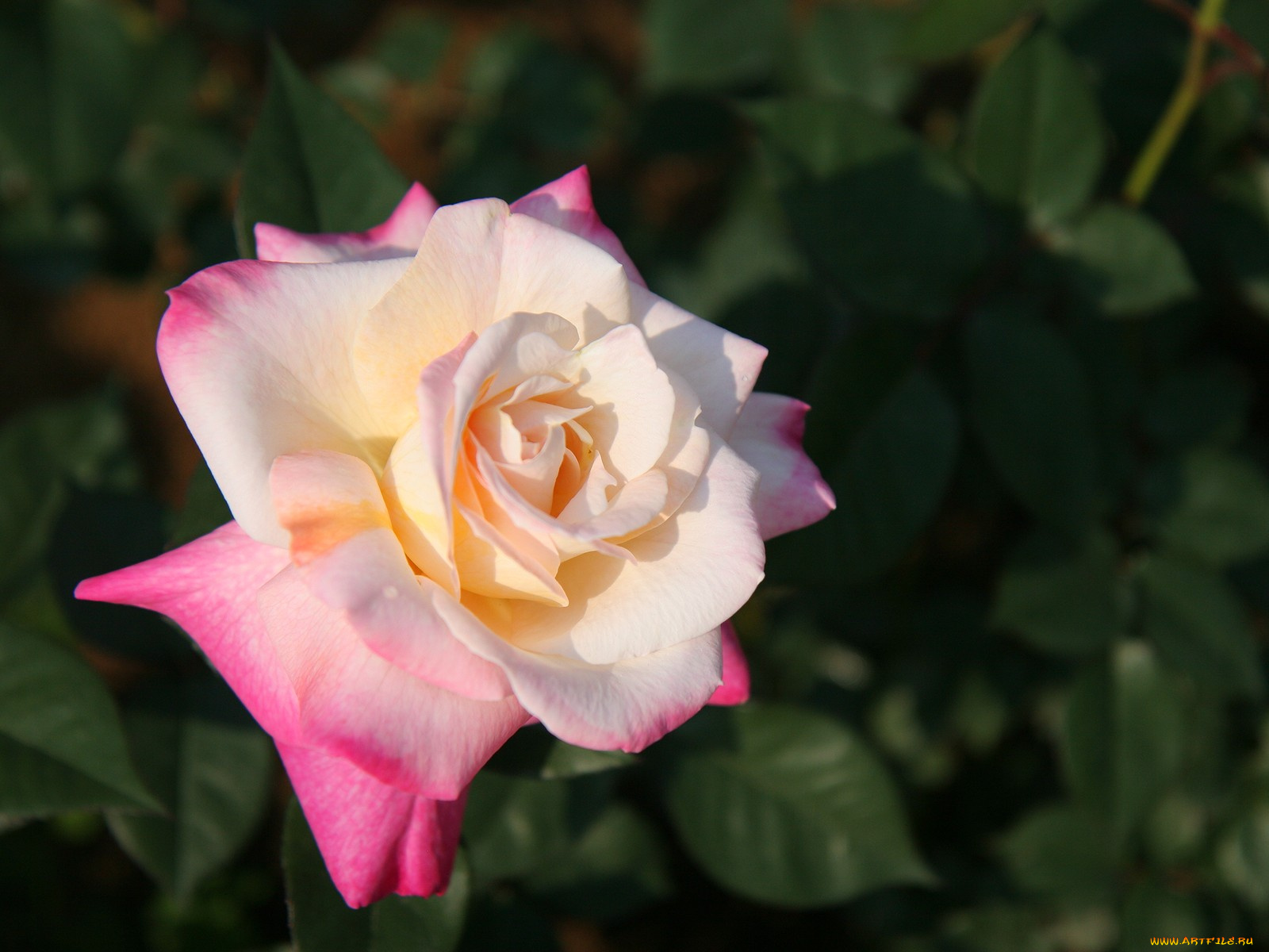 цветы, розы