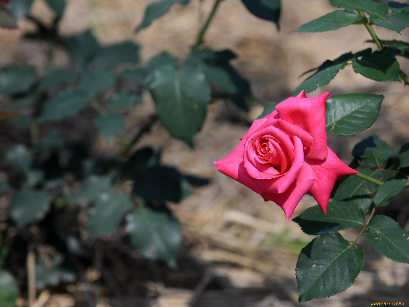 цветы, розы