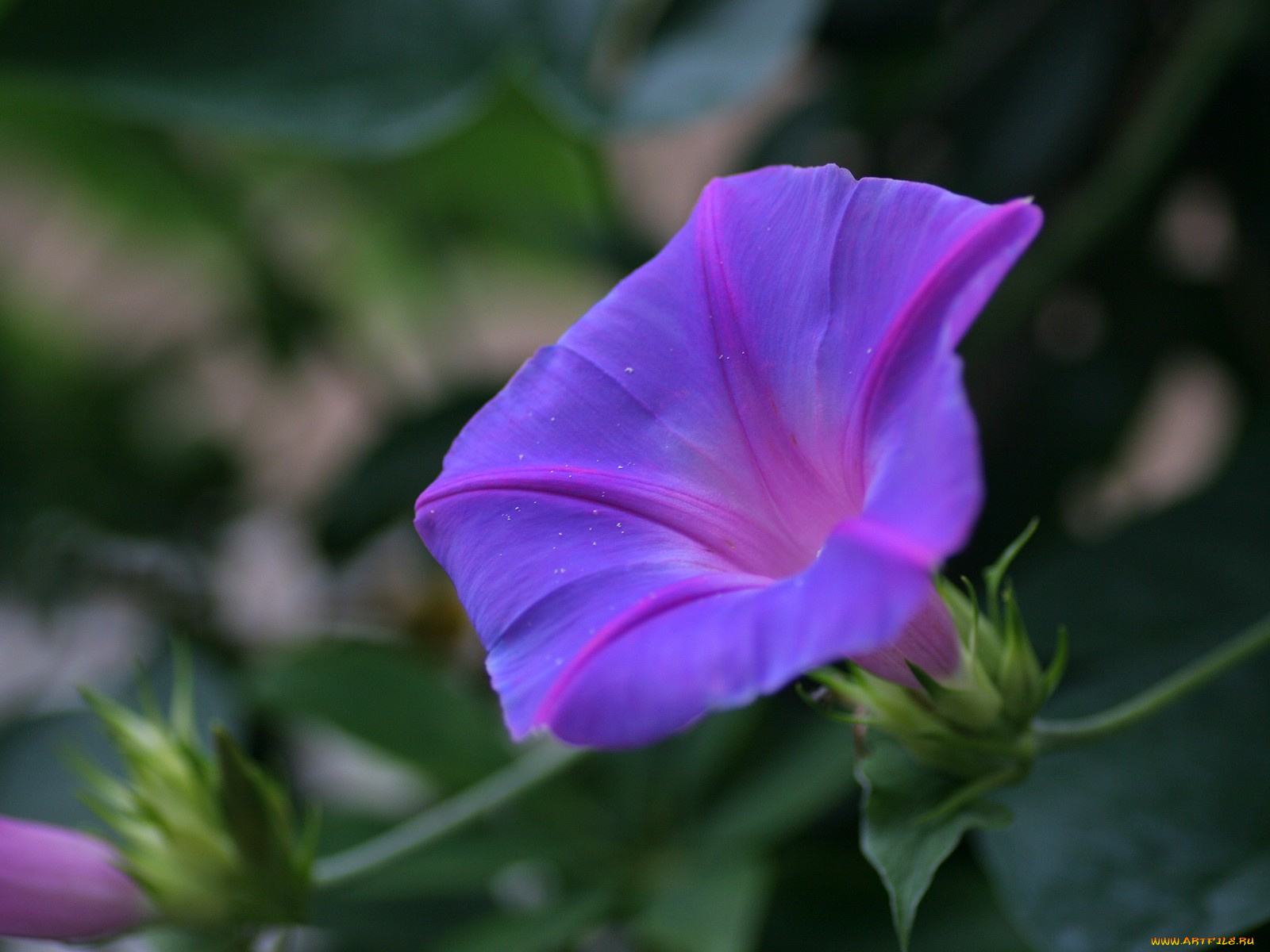 цветы, вьюнки, ипомеи