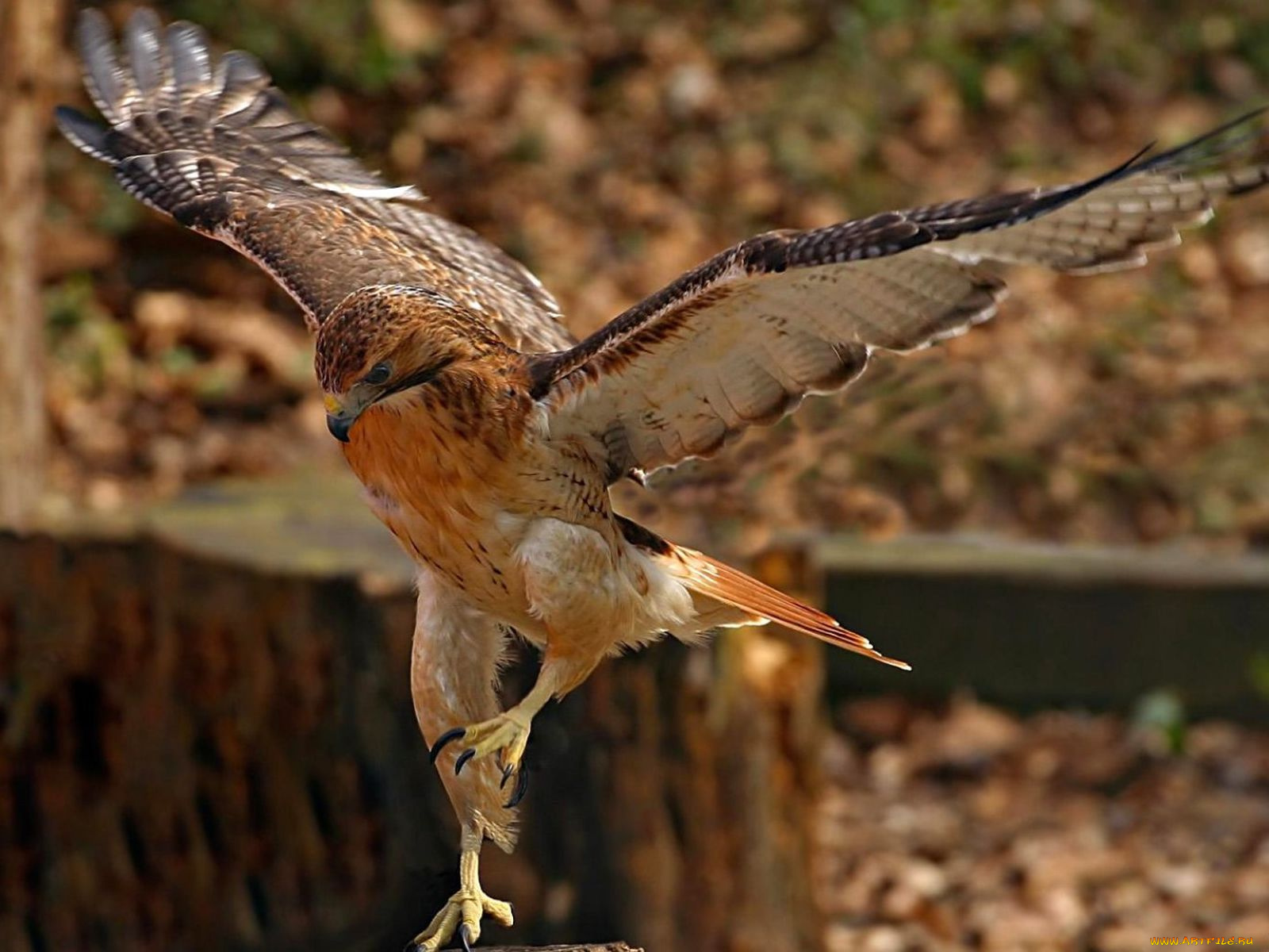 животные, птицы, хищники