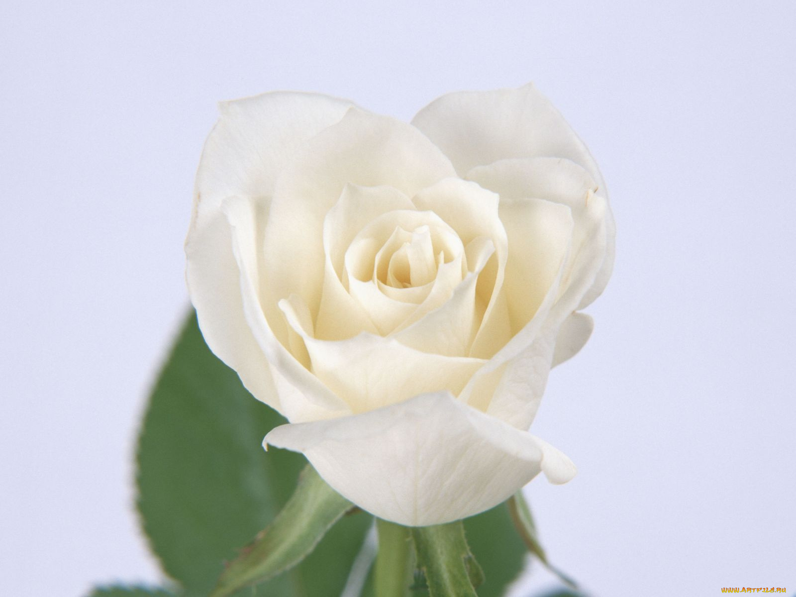 цветы, розы