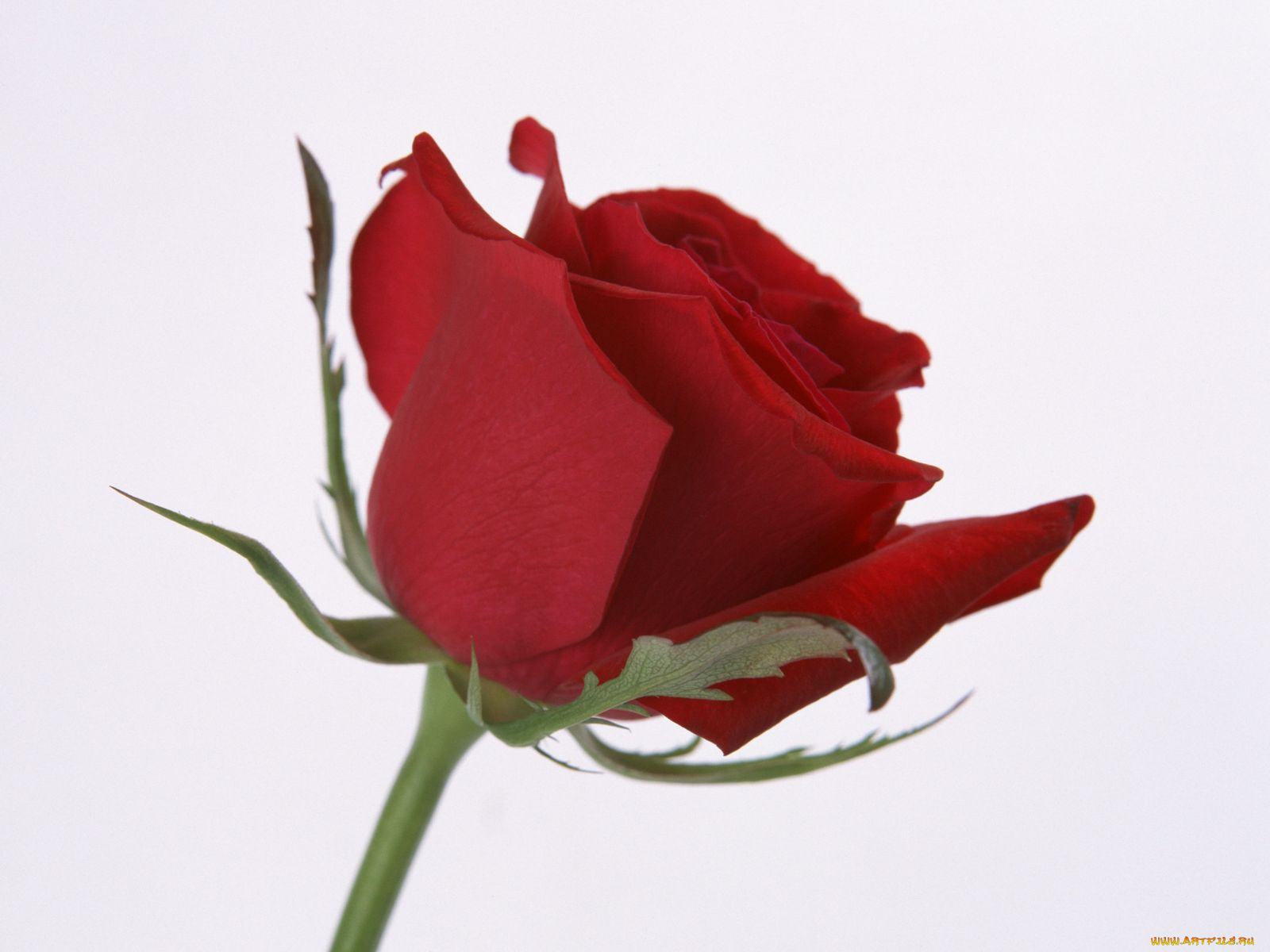 цветы, розы