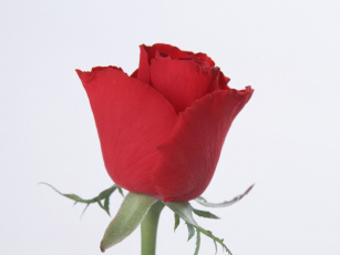 обоя цветы, розы