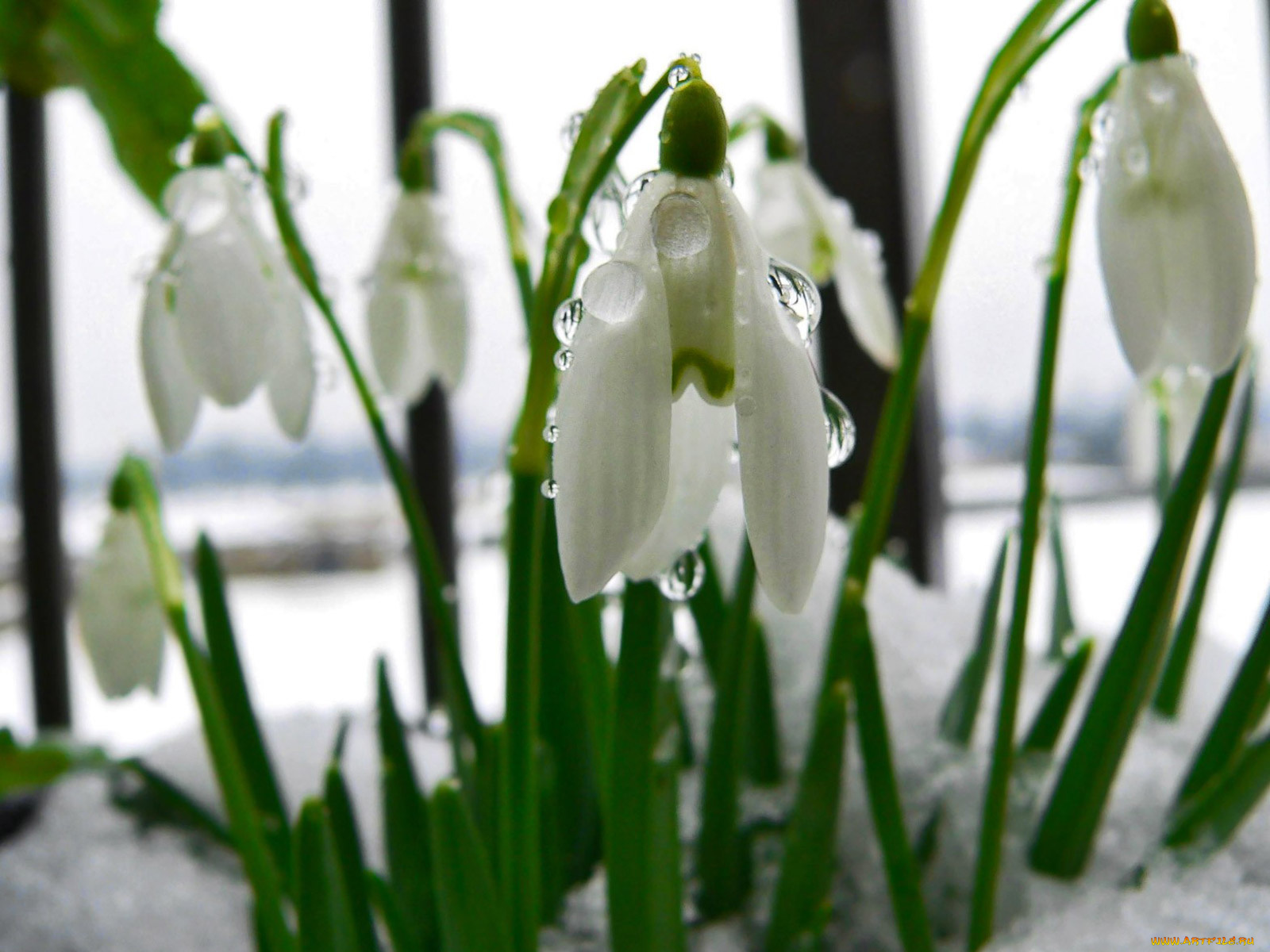 цветы, подснежники, белоцветник