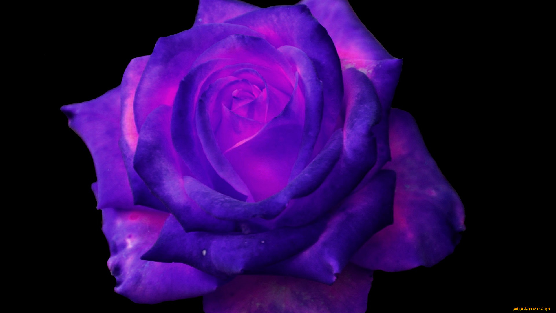 цветы, розы