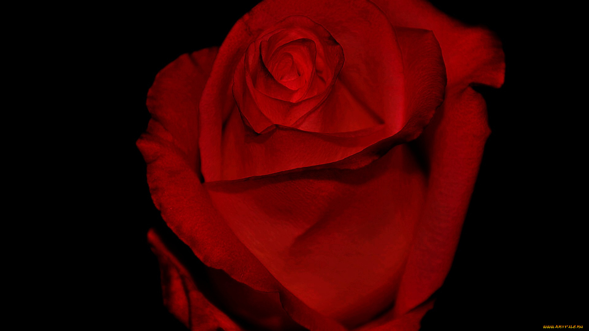 цветы, розы