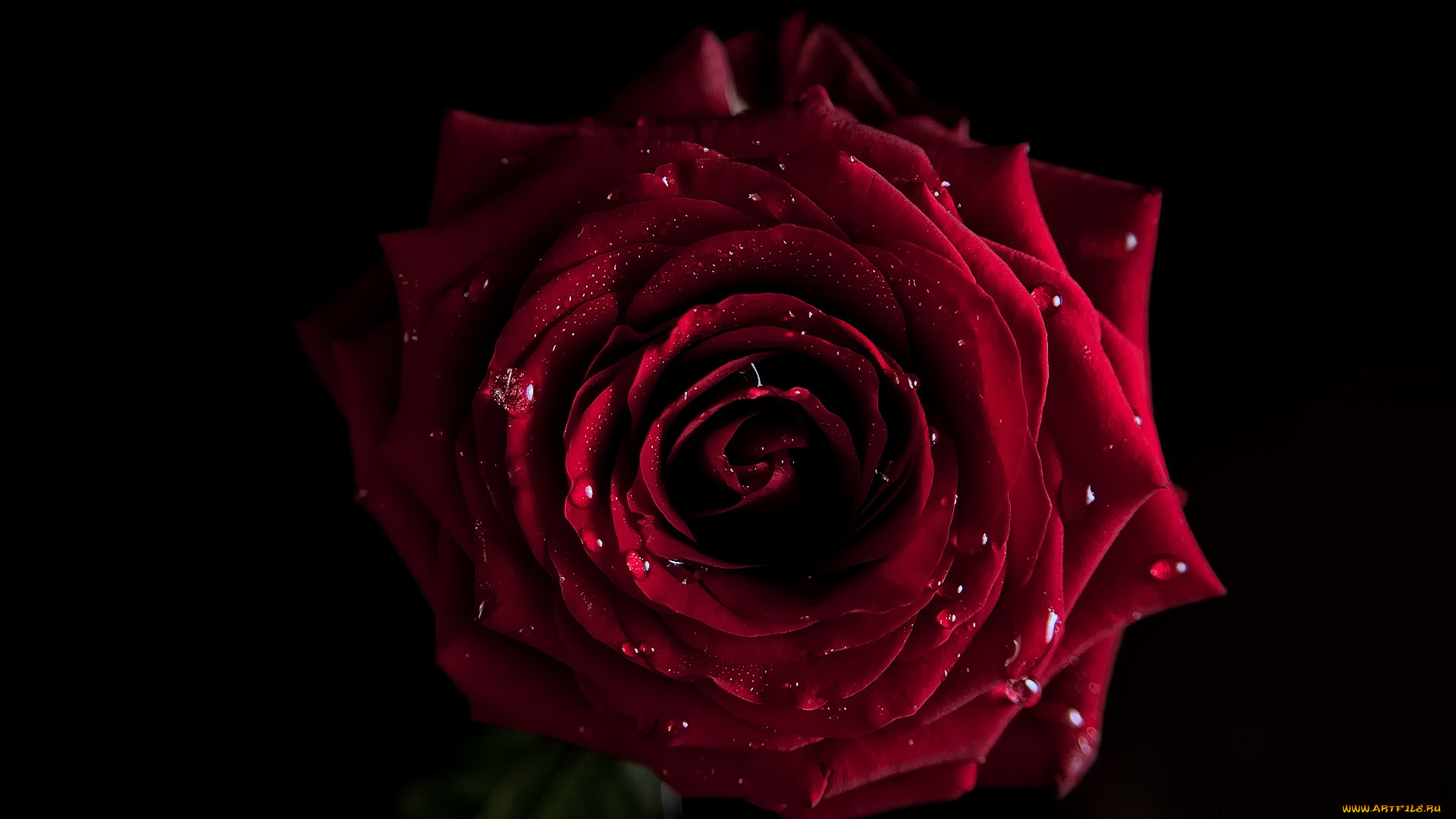 цветы, розы