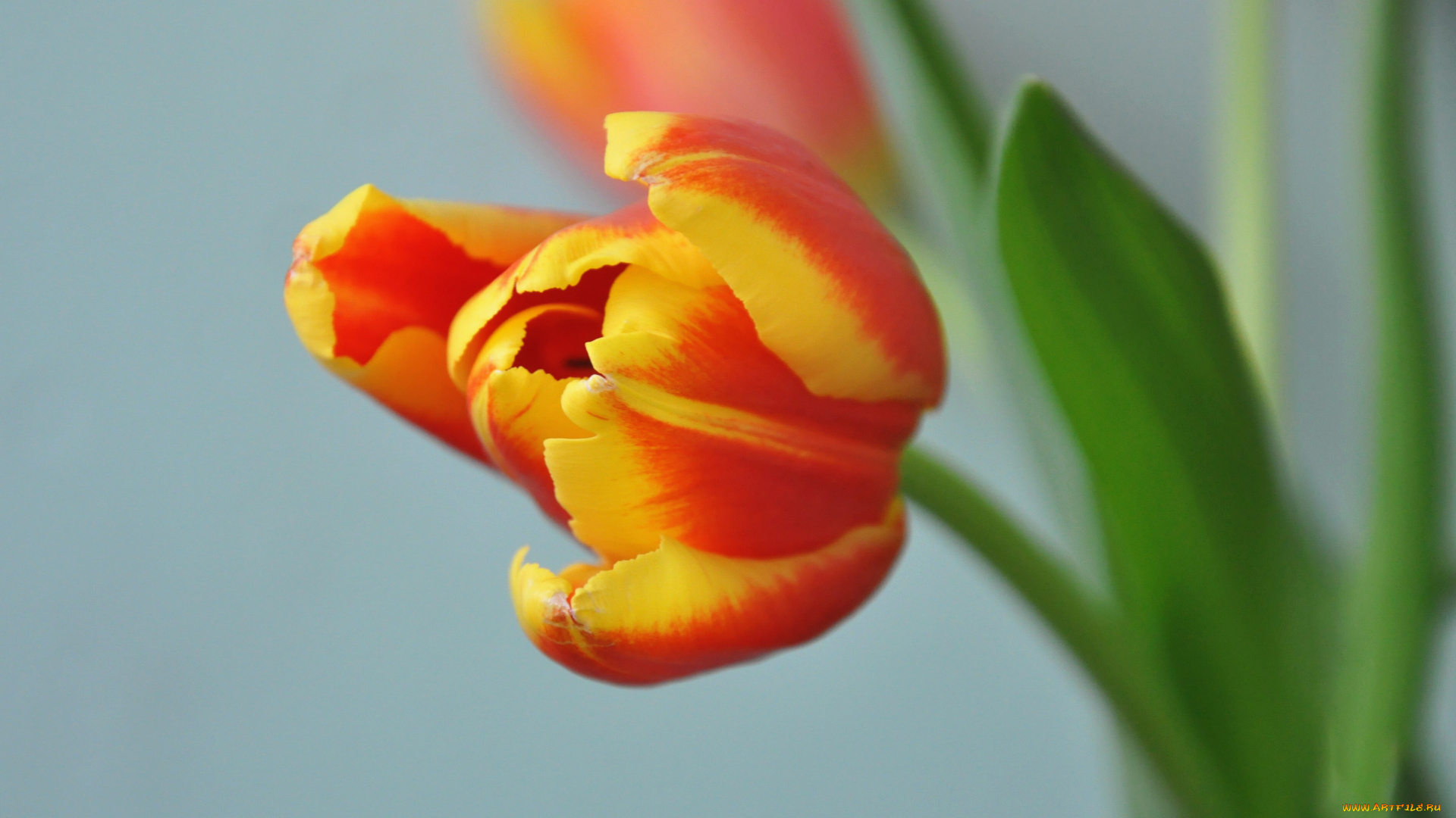 цветы, тюльпаны