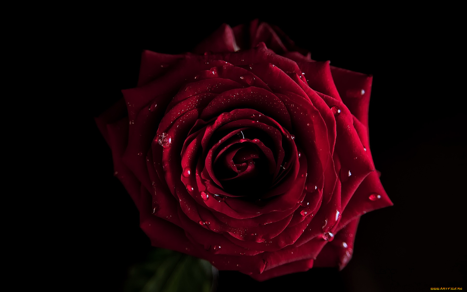 цветы, розы