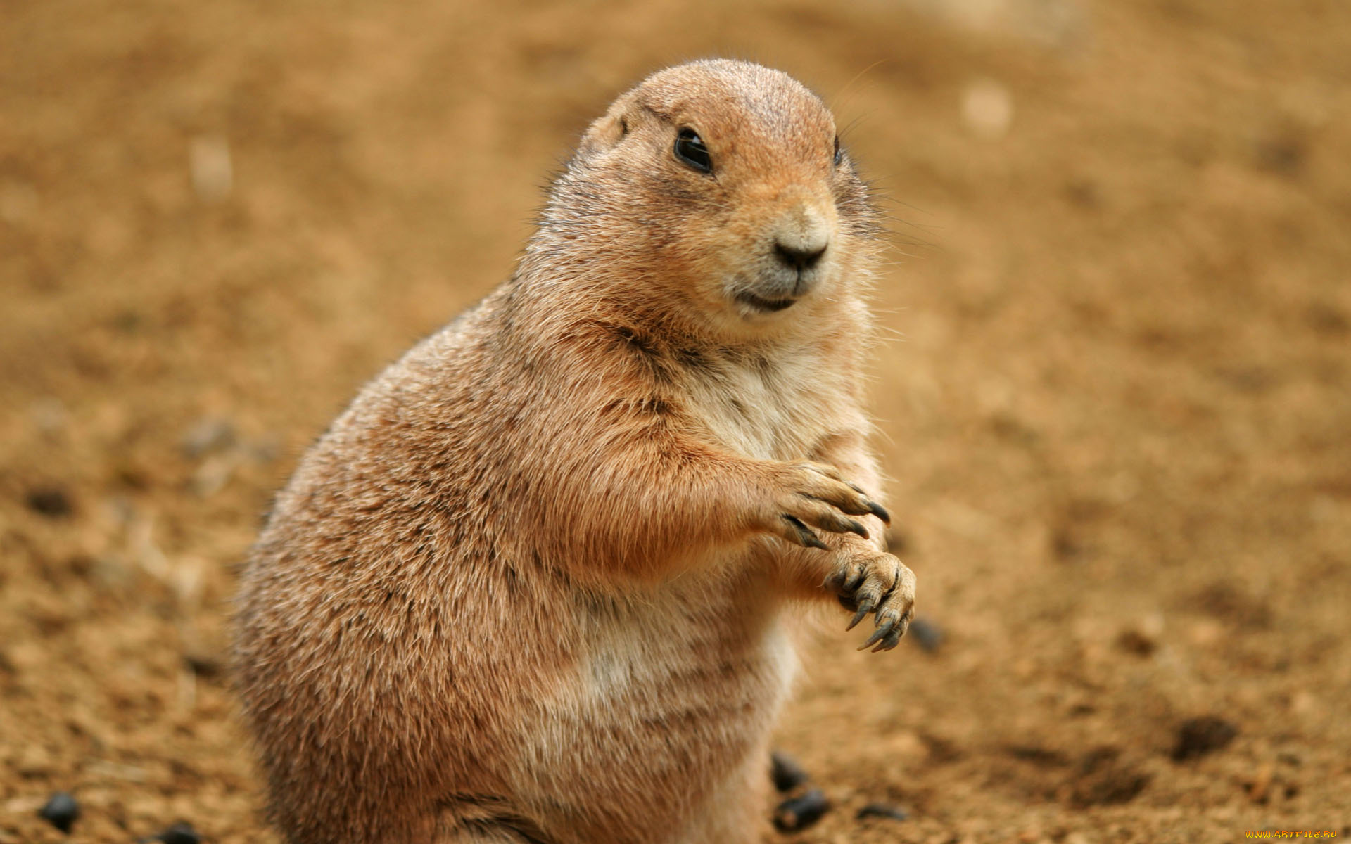 животные, суслики, сурки