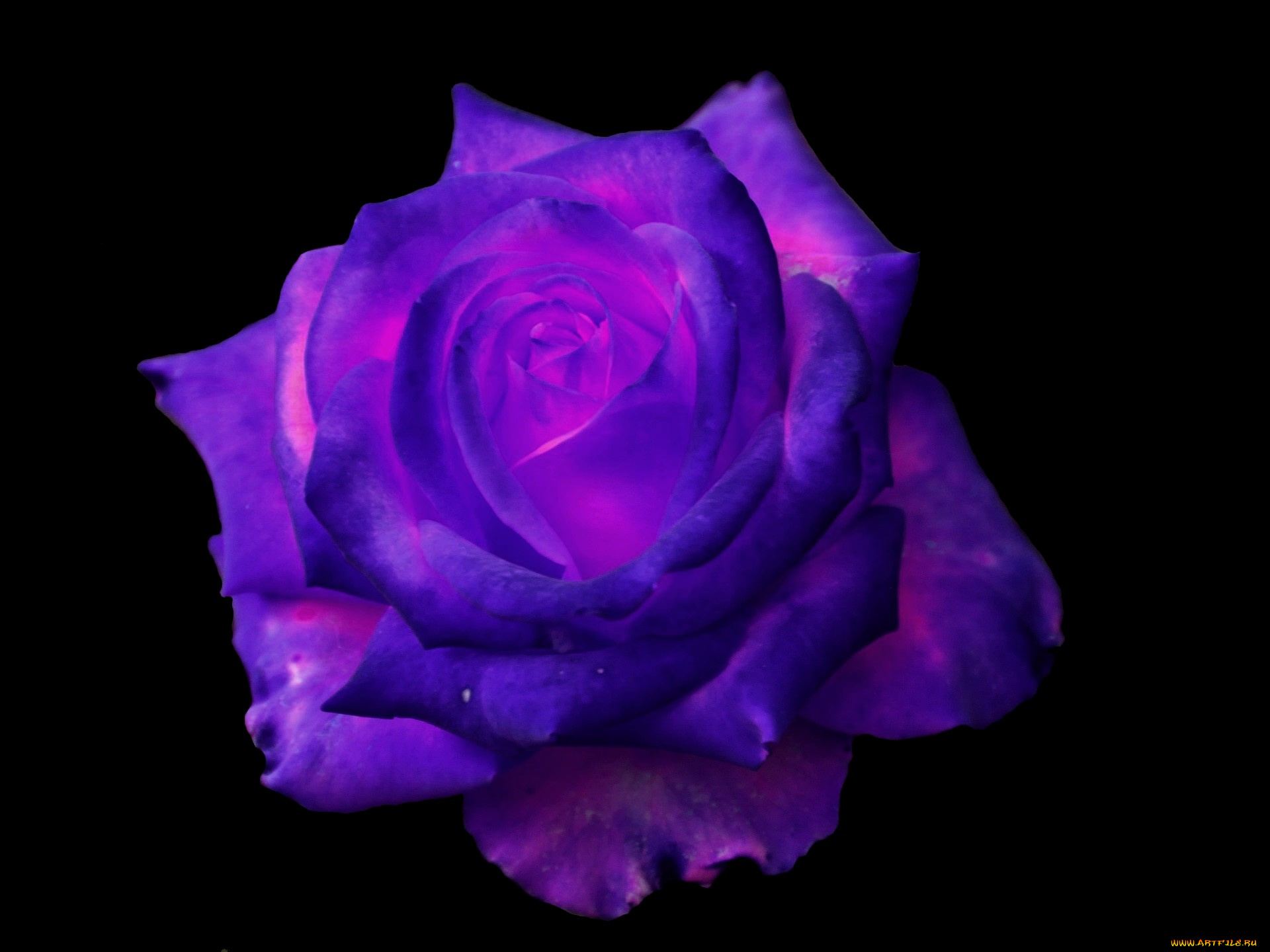 цветы, розы