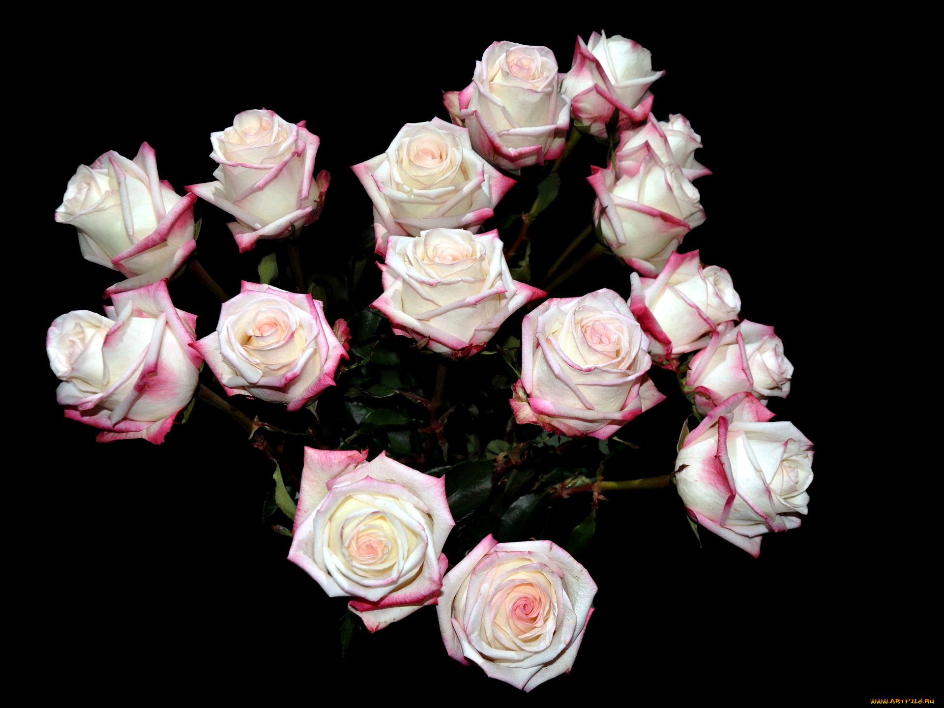 цветы, розы