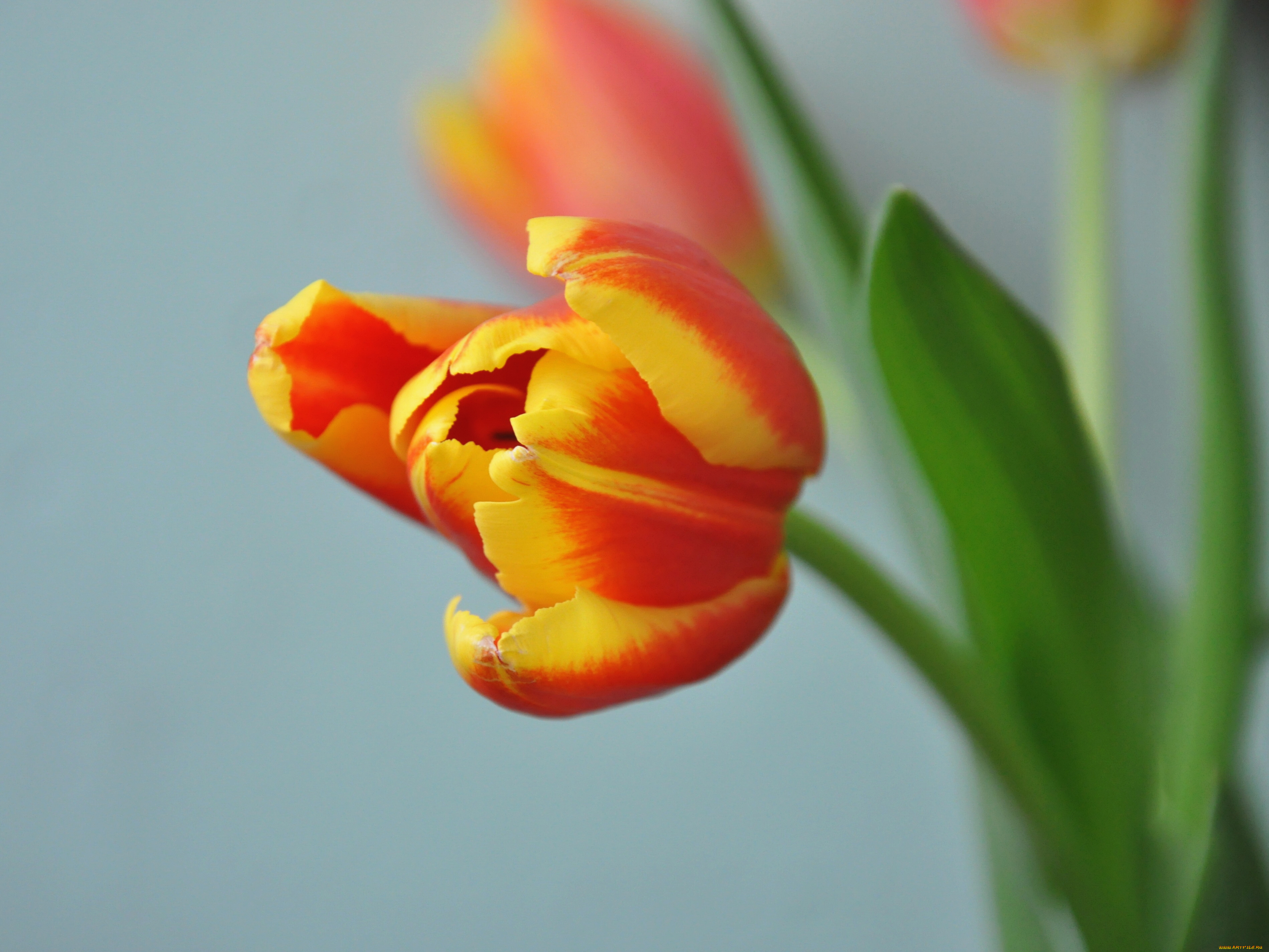 цветы, тюльпаны