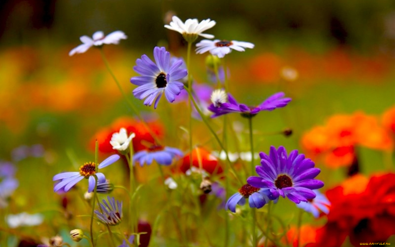 цветы, разные, вместе, фиолетовый, красный
