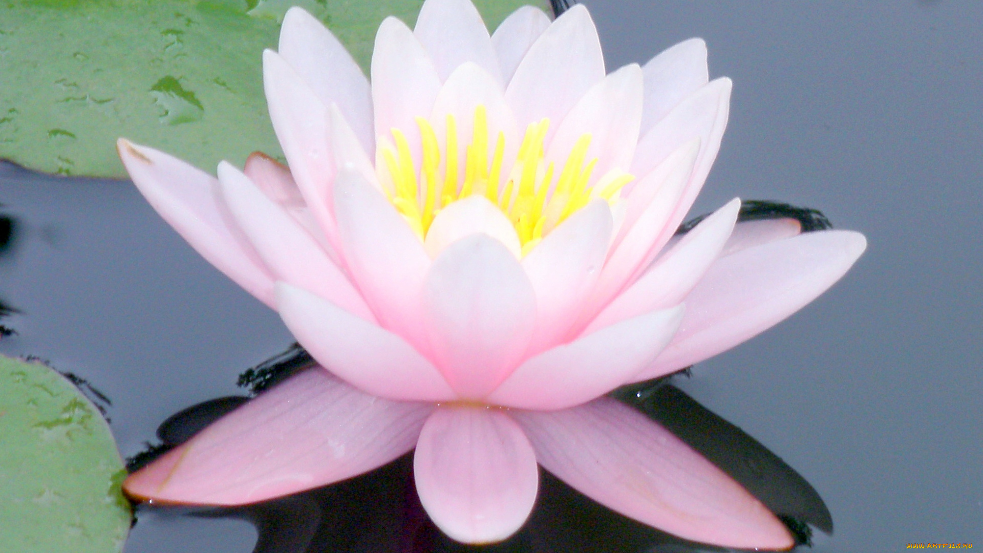 цветы, лилии, водяные, нимфеи, кувшинки, лотос