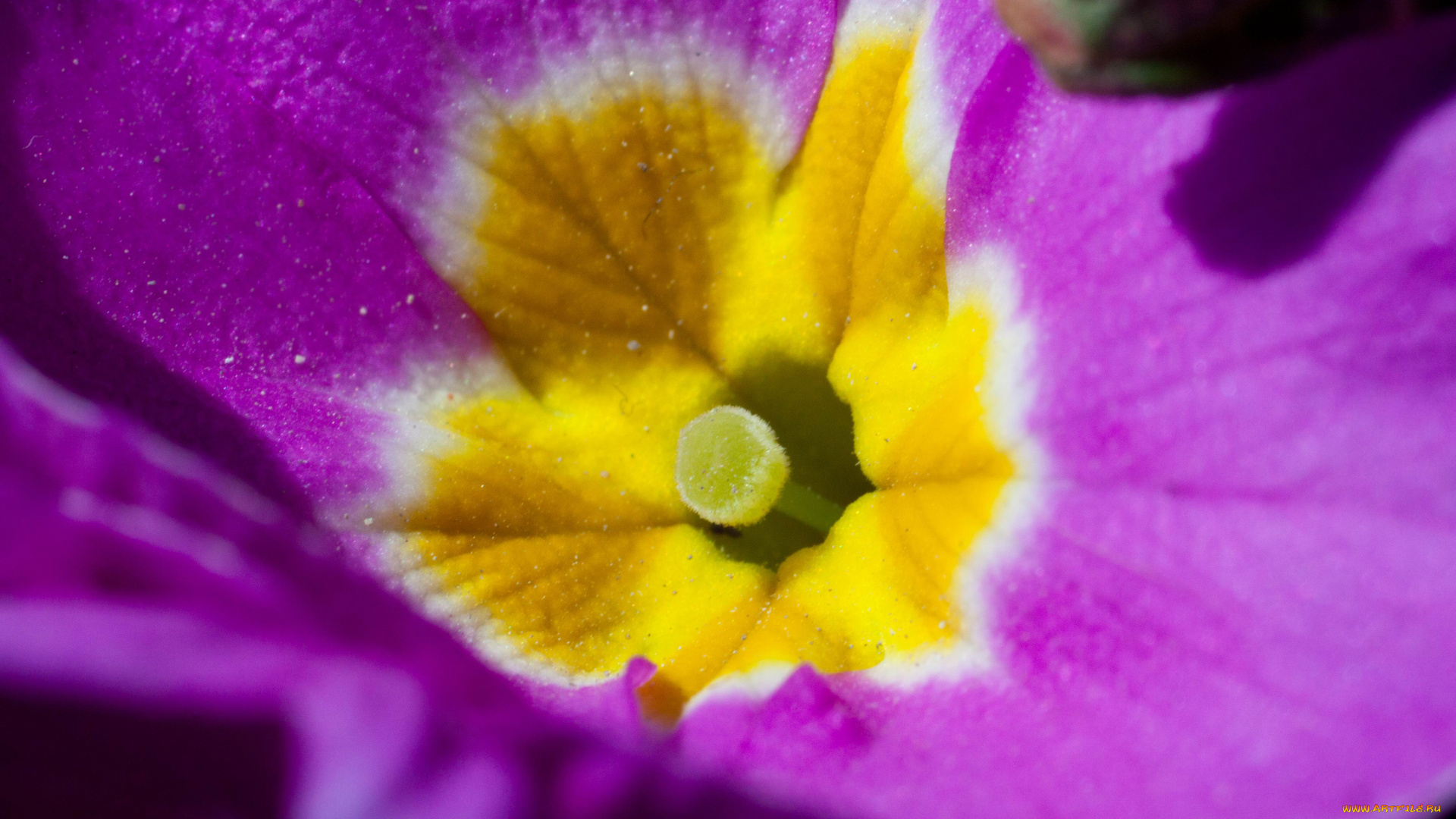 цветы, примулы, обои, макро, примула
