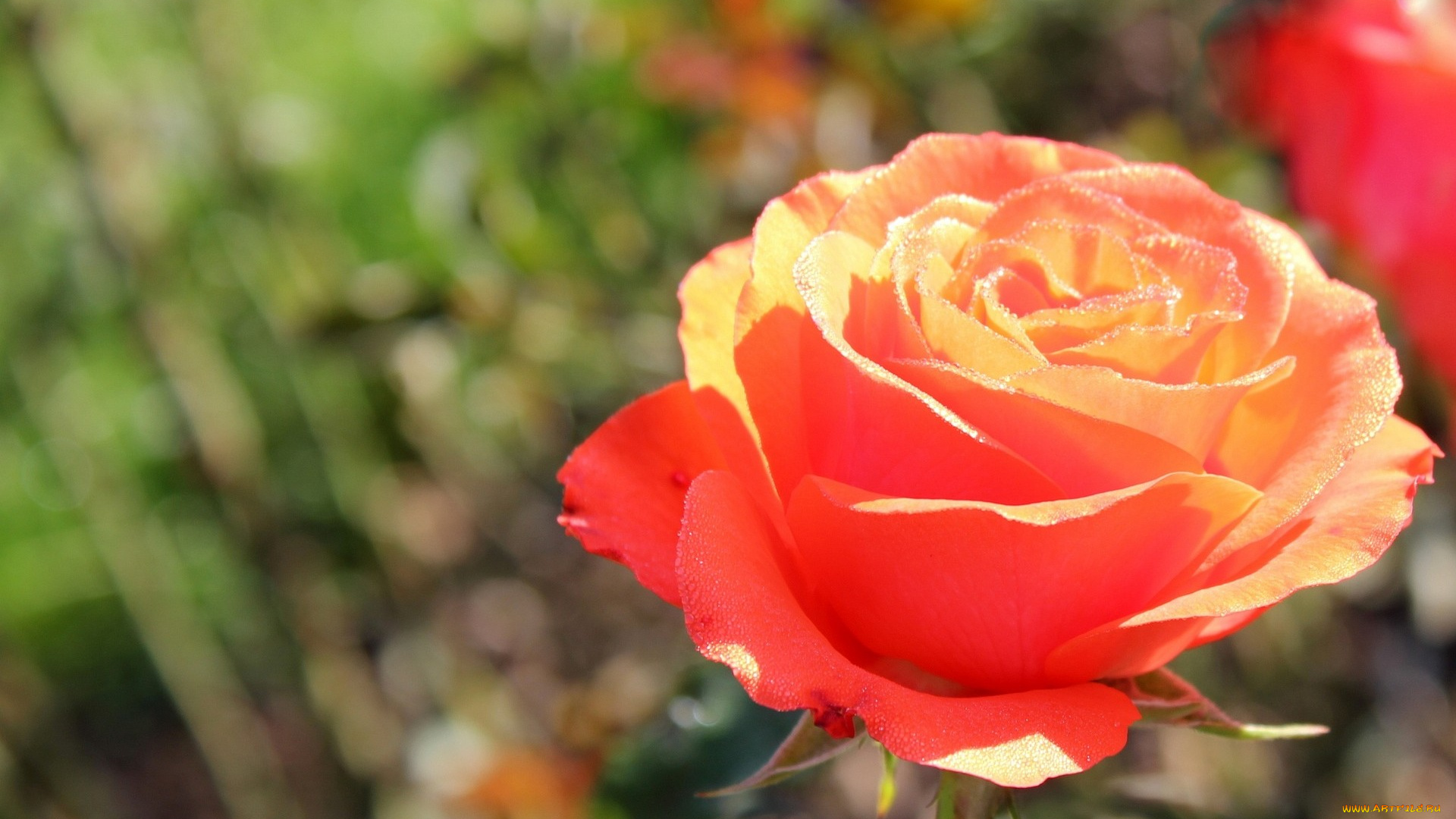 цветы, розы, оранжевый, капли