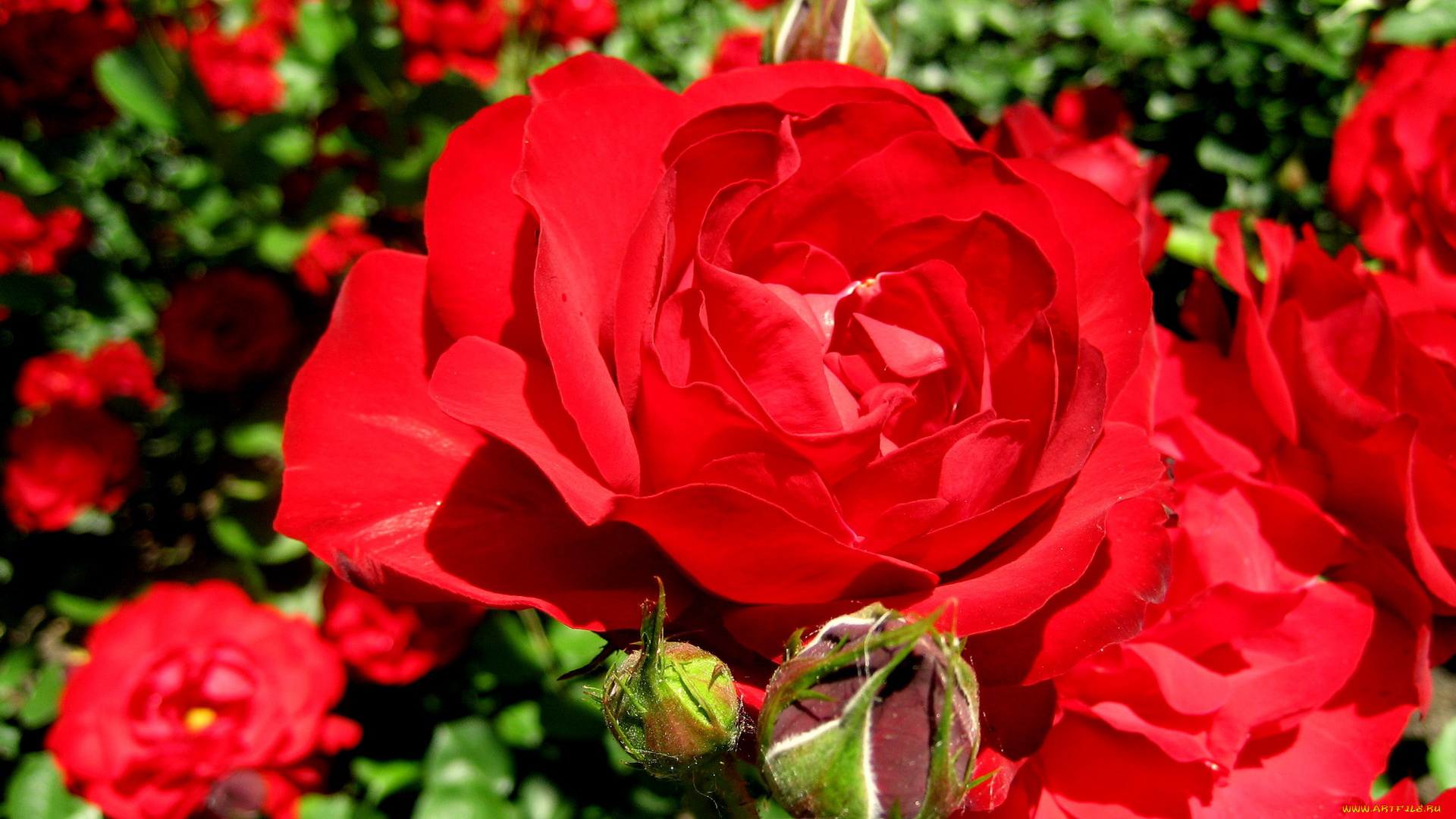 цветы, розы, яркий, алый