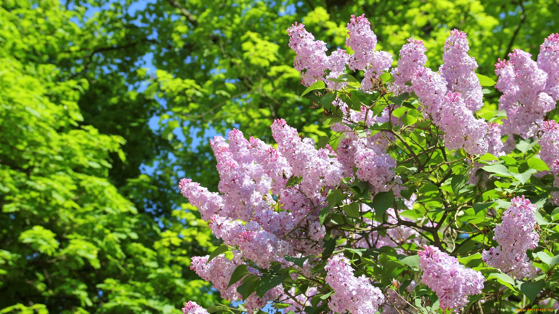 цветы, сирень, куст, весна