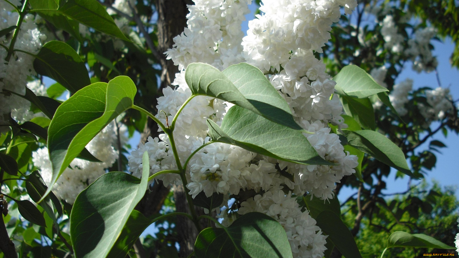 цветы, сирень, махровые, лепестки, белый, май, весна